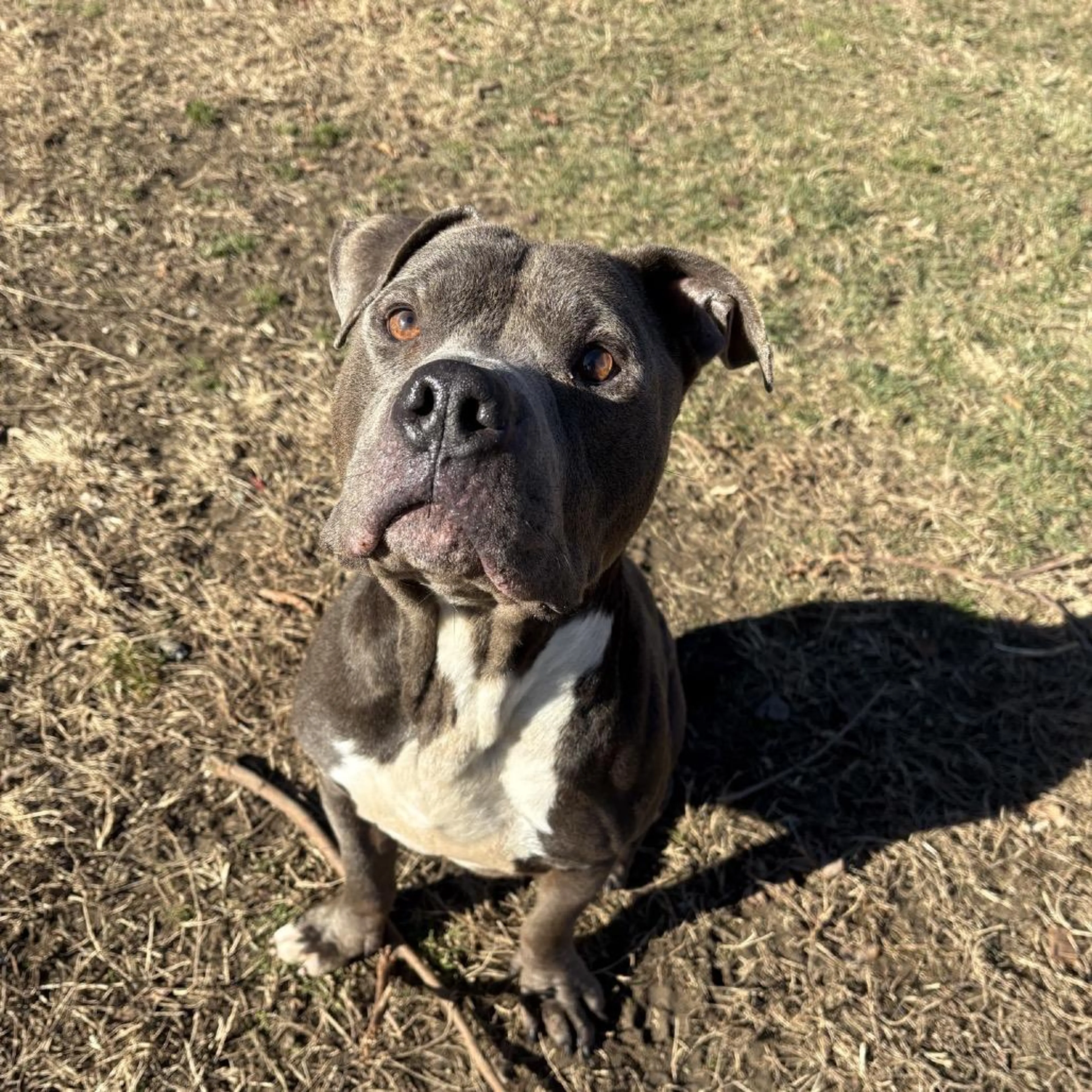 Found pet-2