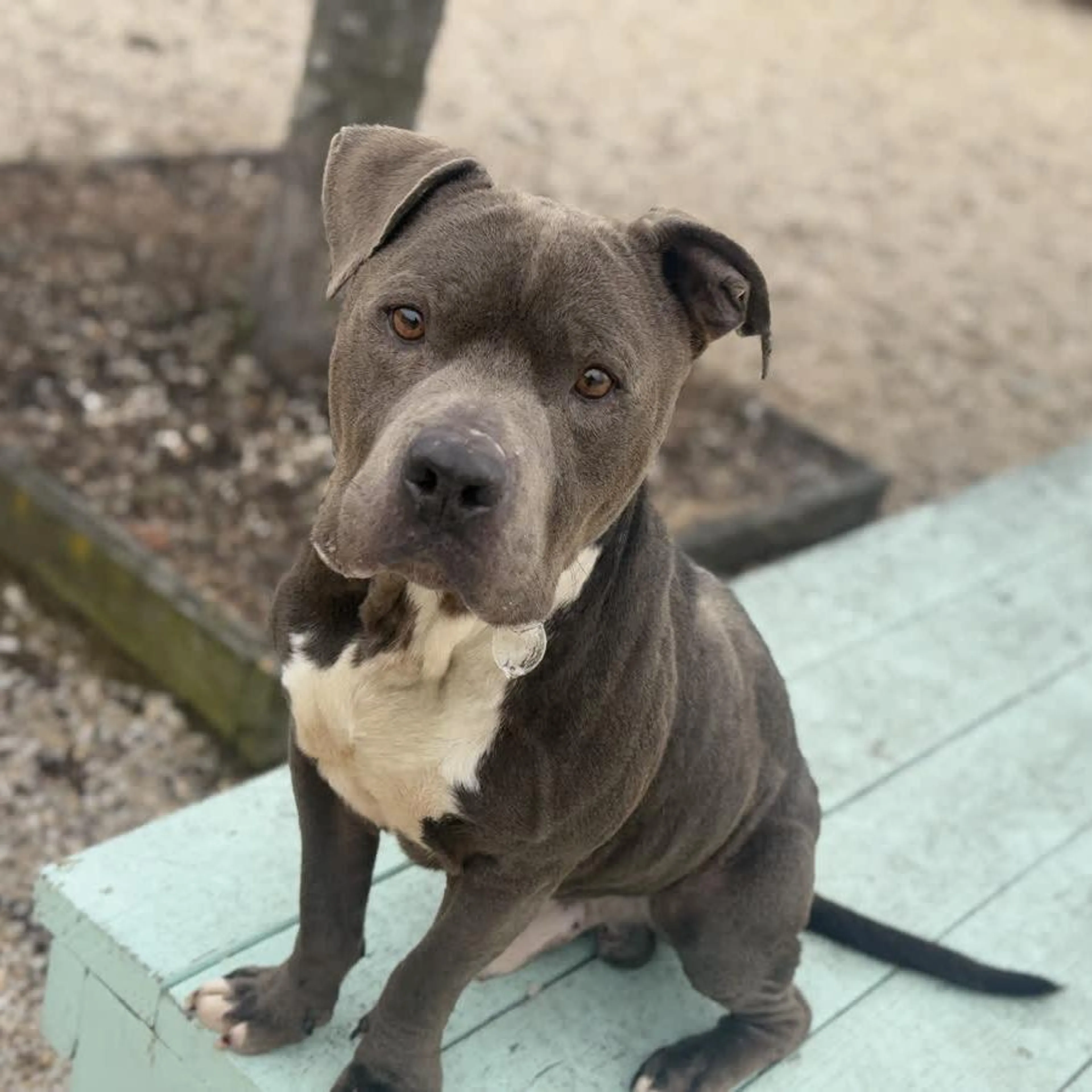 Found pet-1