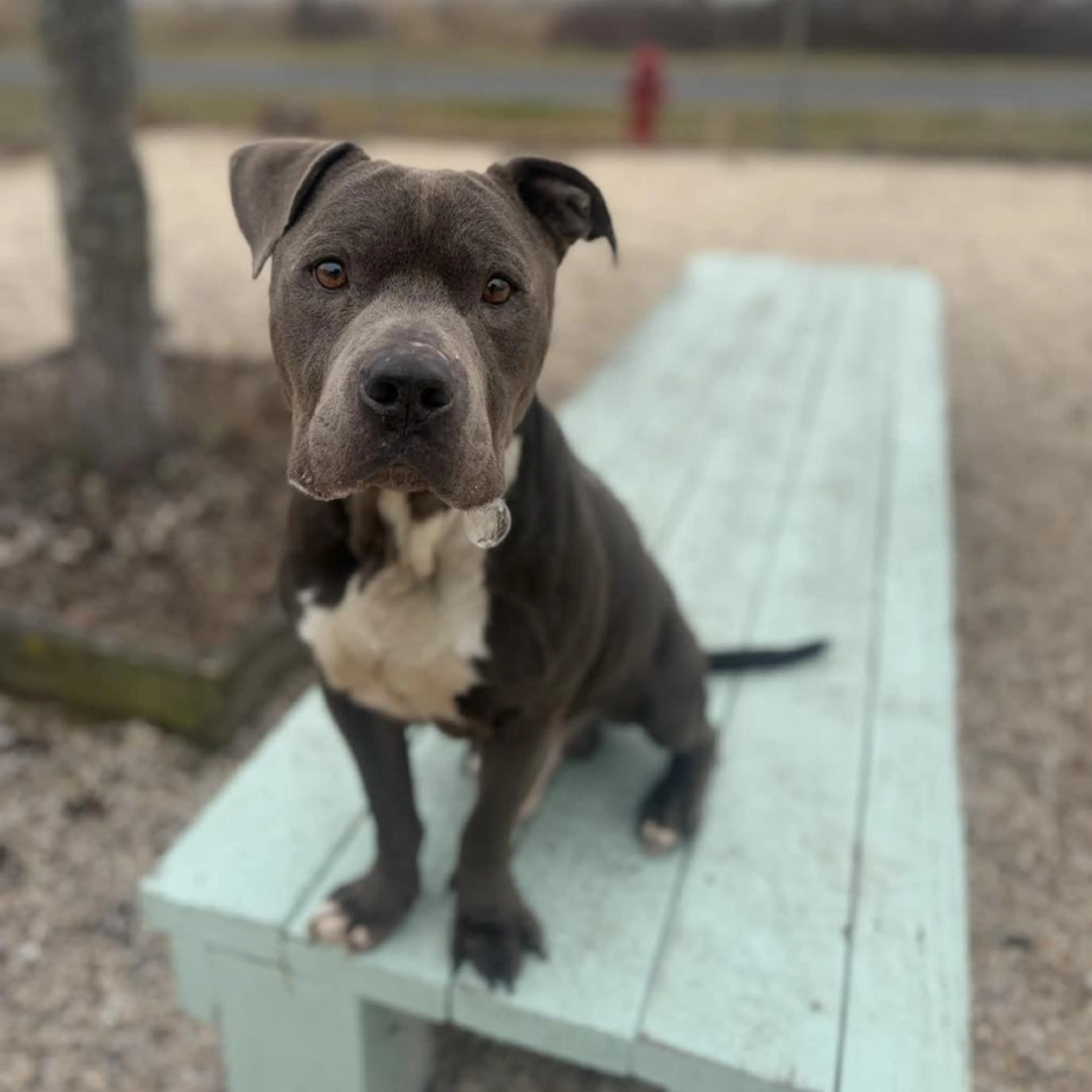 Found pet-3