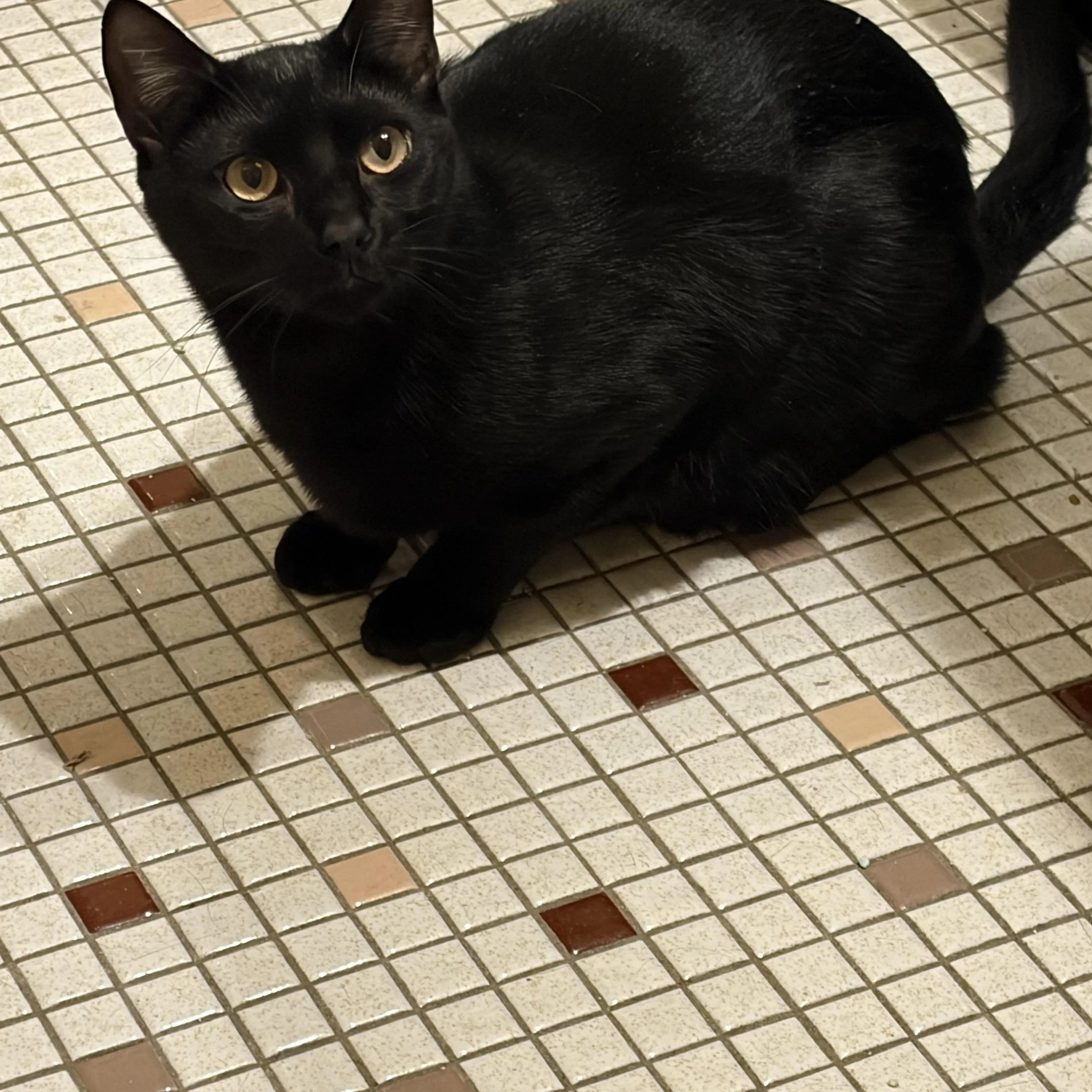 Found pet-2