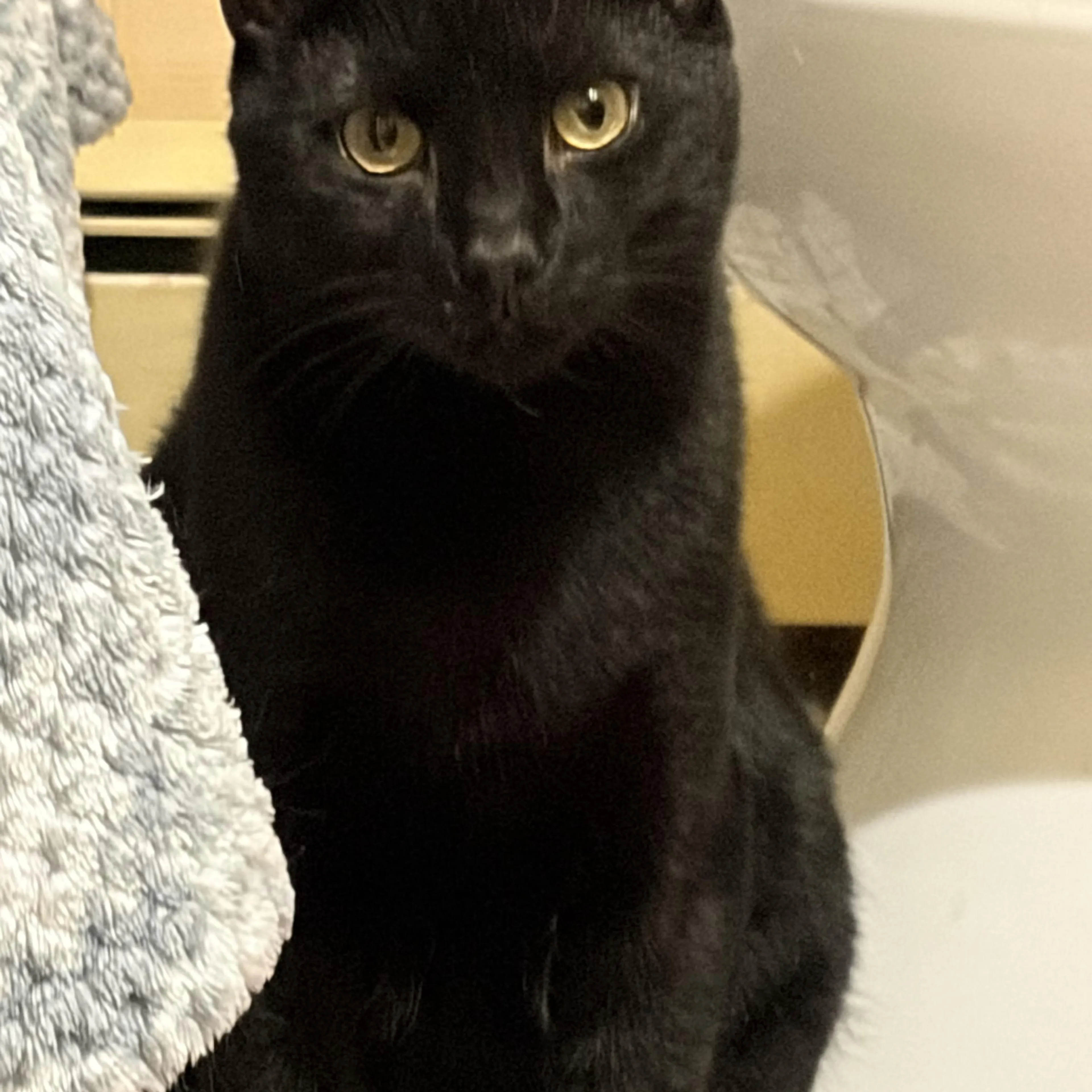 Found pet-1