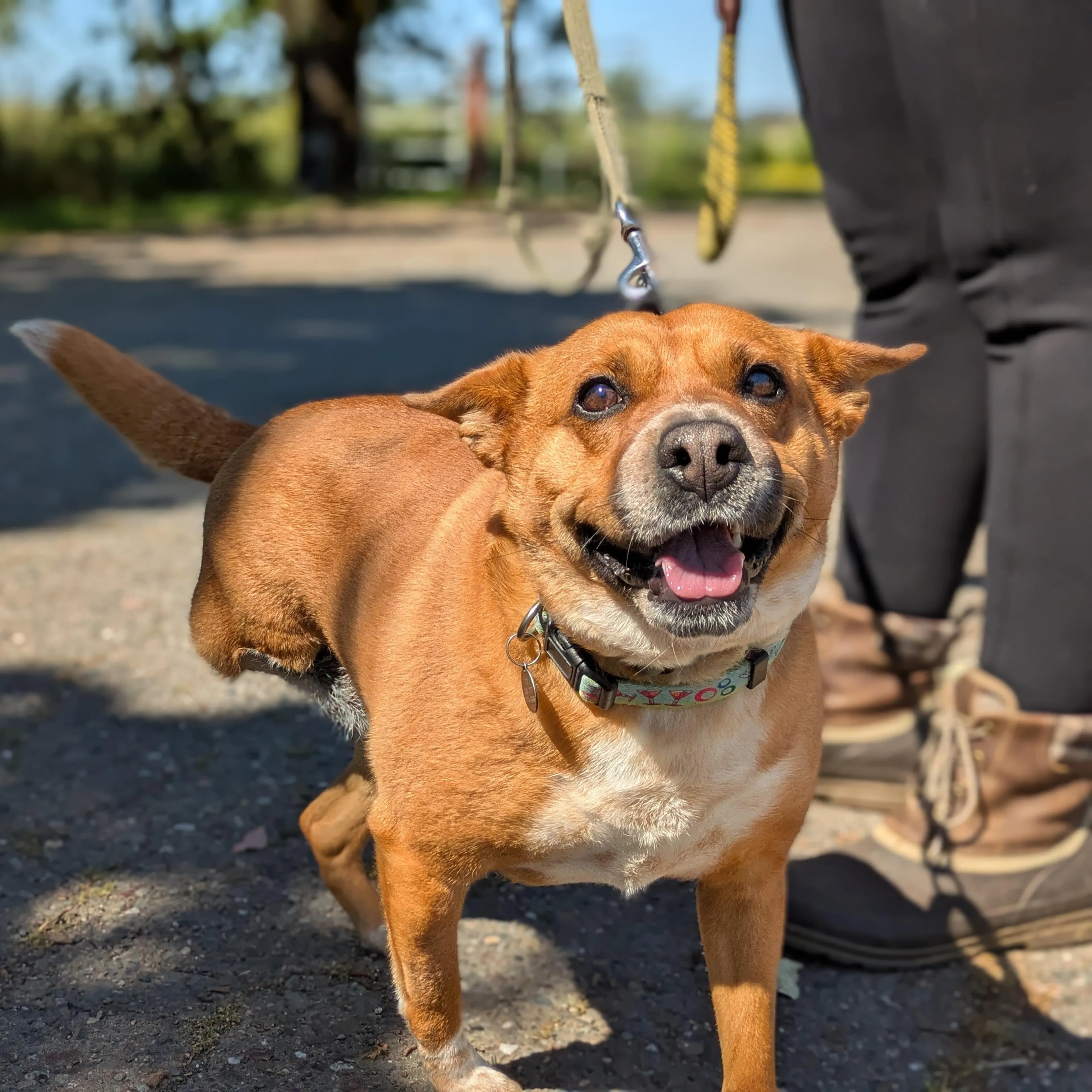 Found pet-2