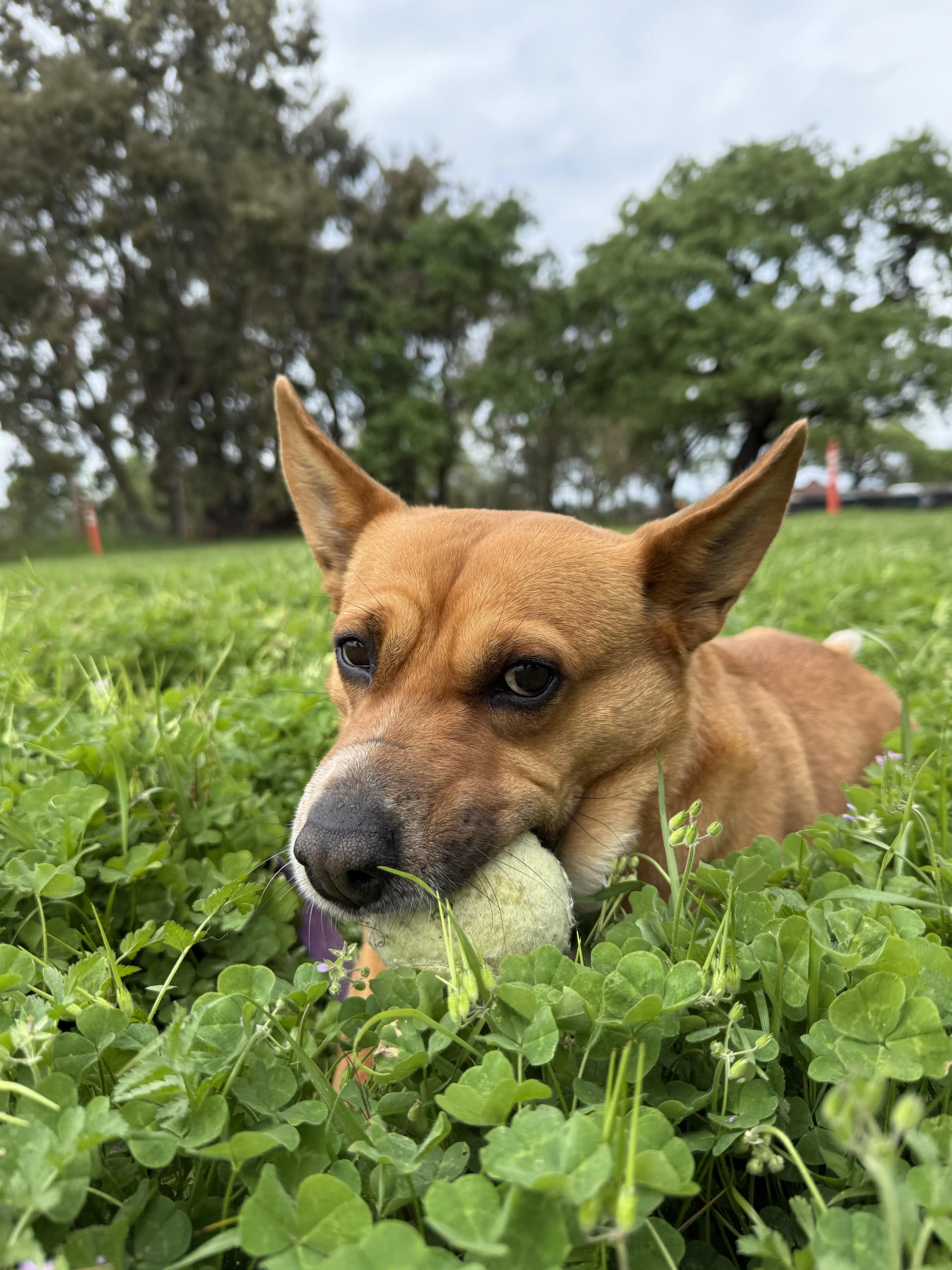 Found pet-3