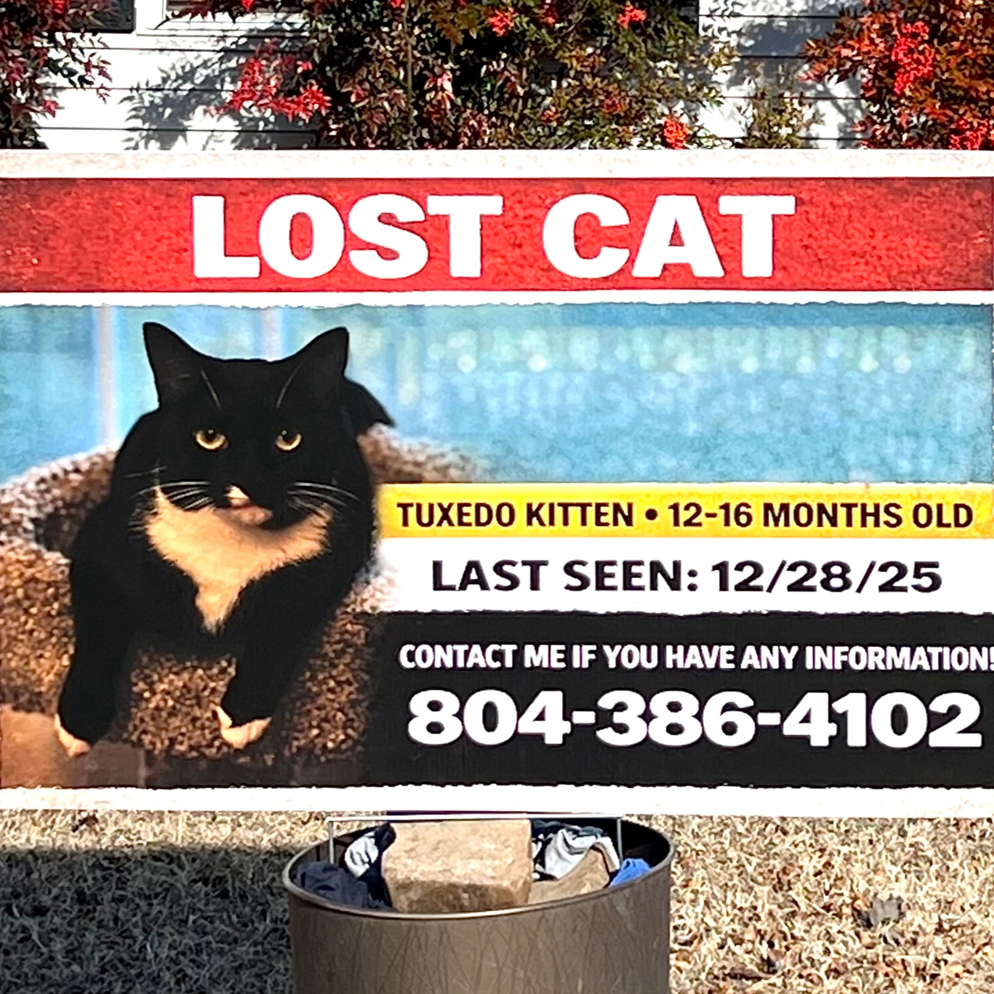 Lost pet-0
