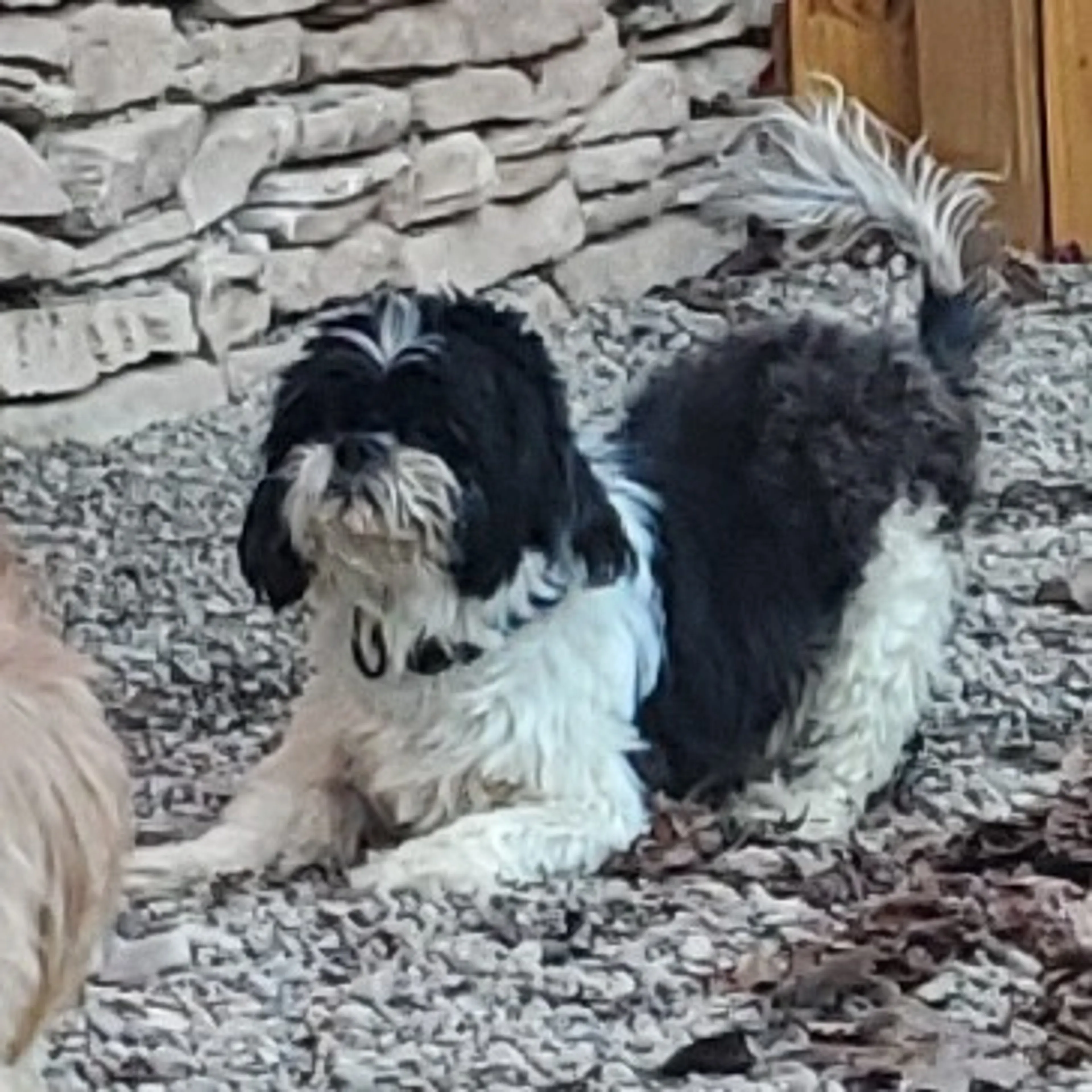Found pet-2