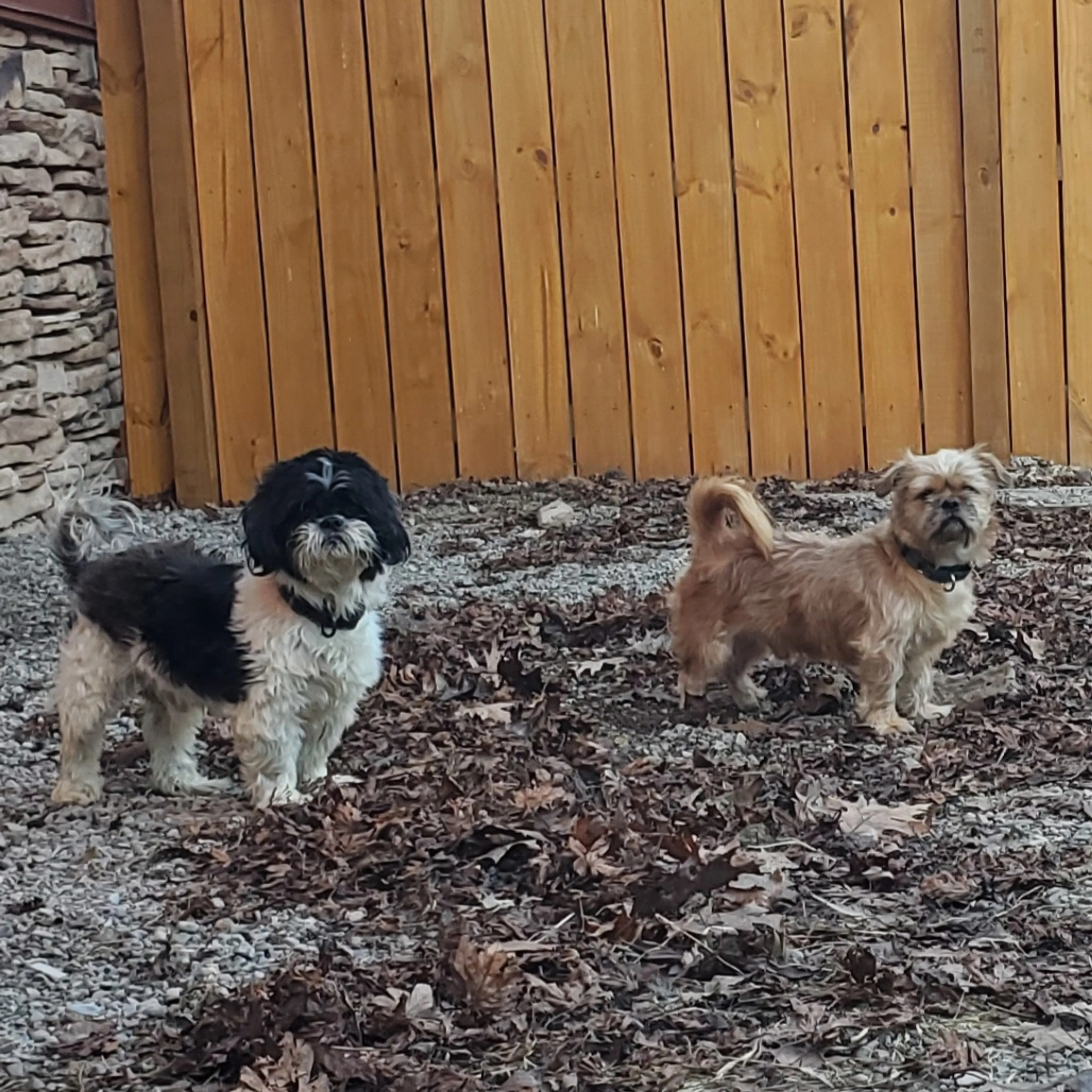 Found pet-1