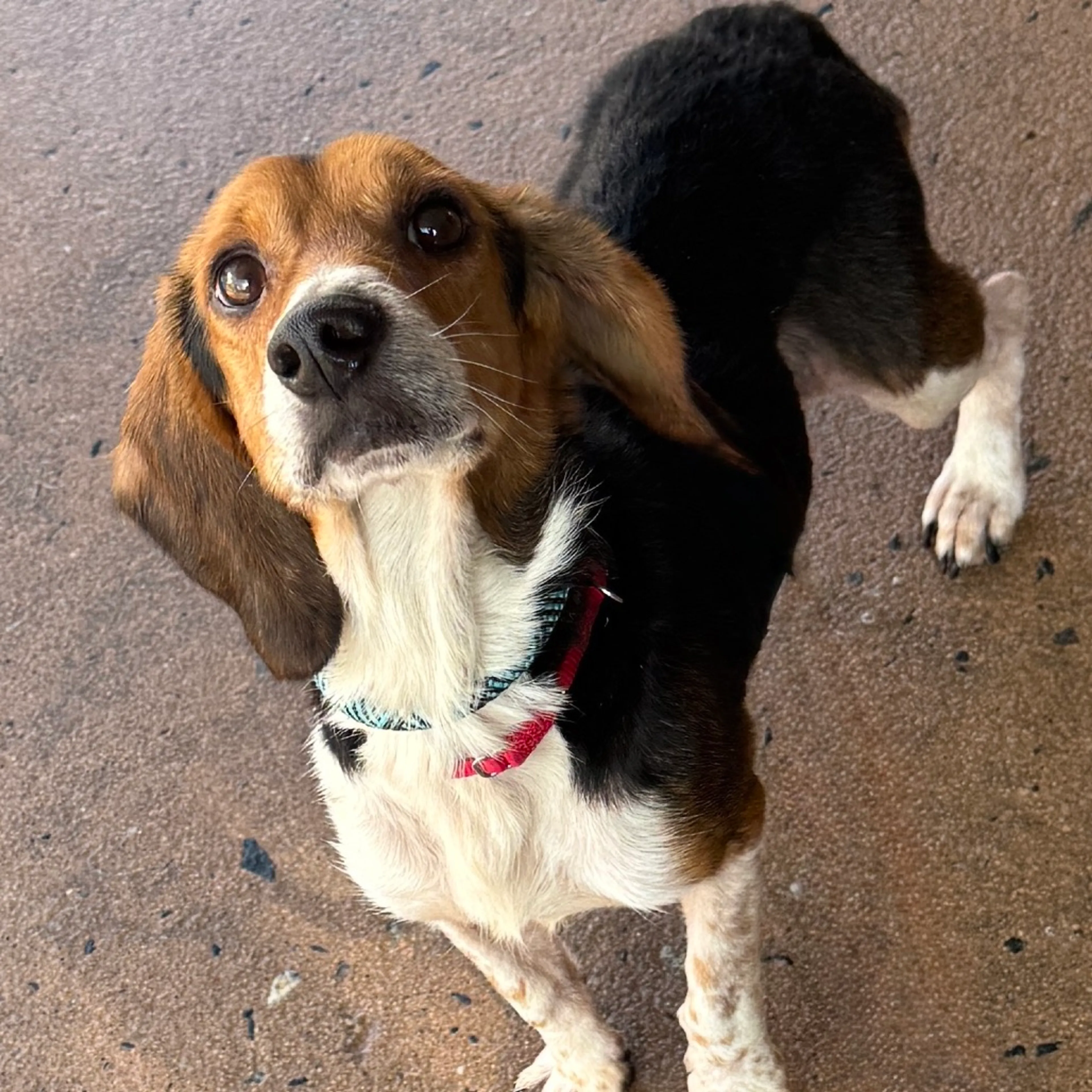 Found pet-1