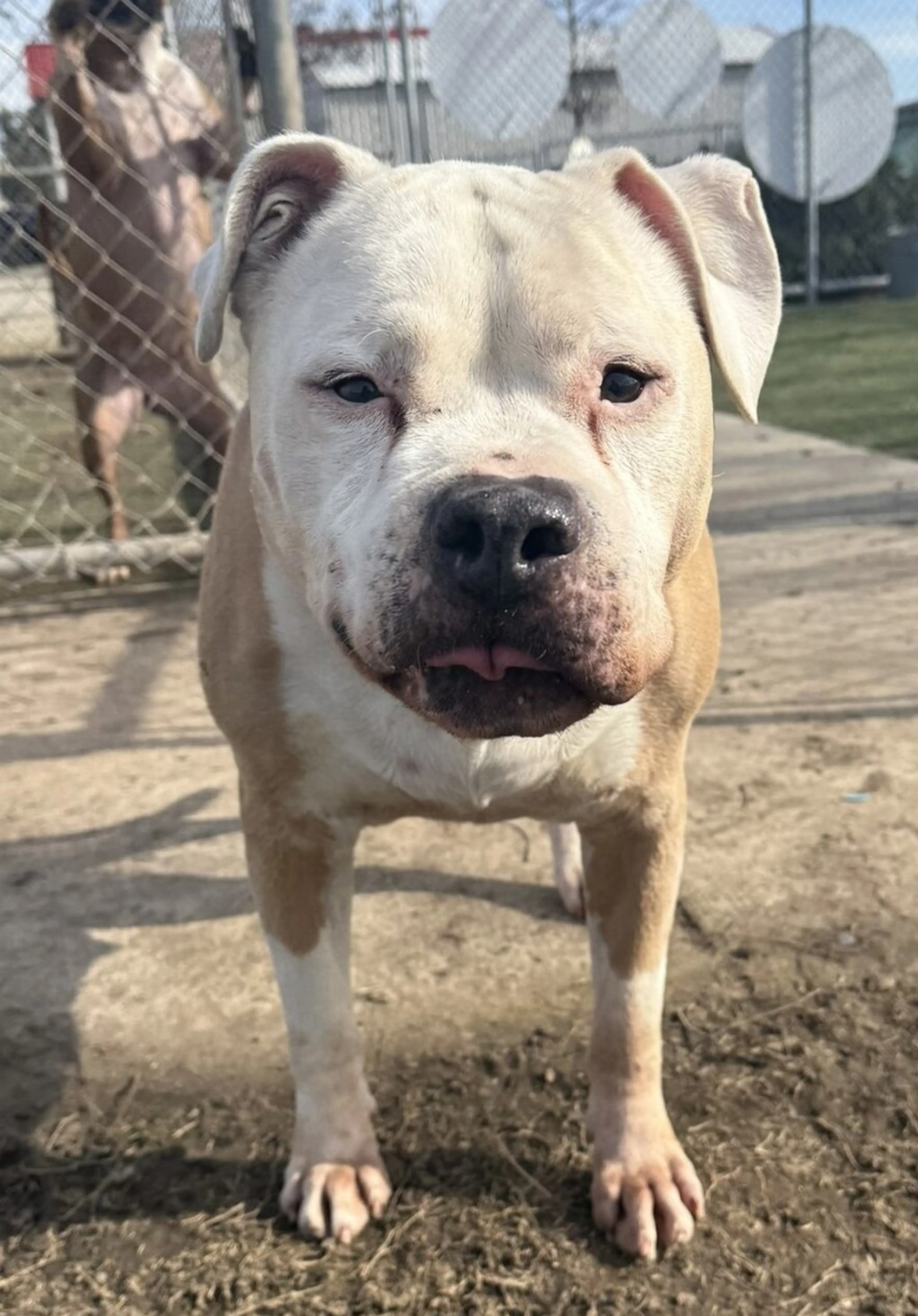 Found pet