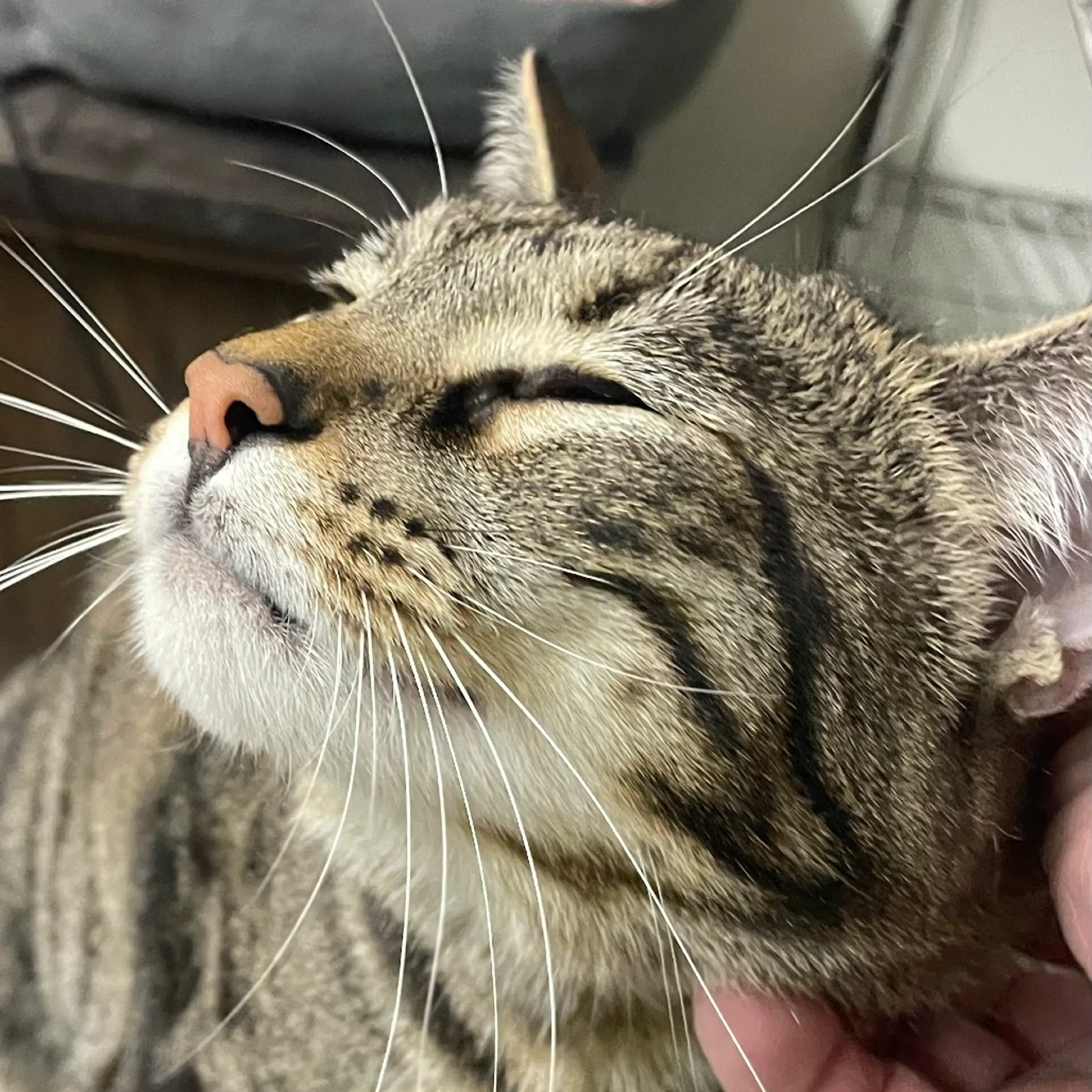Found pet-3