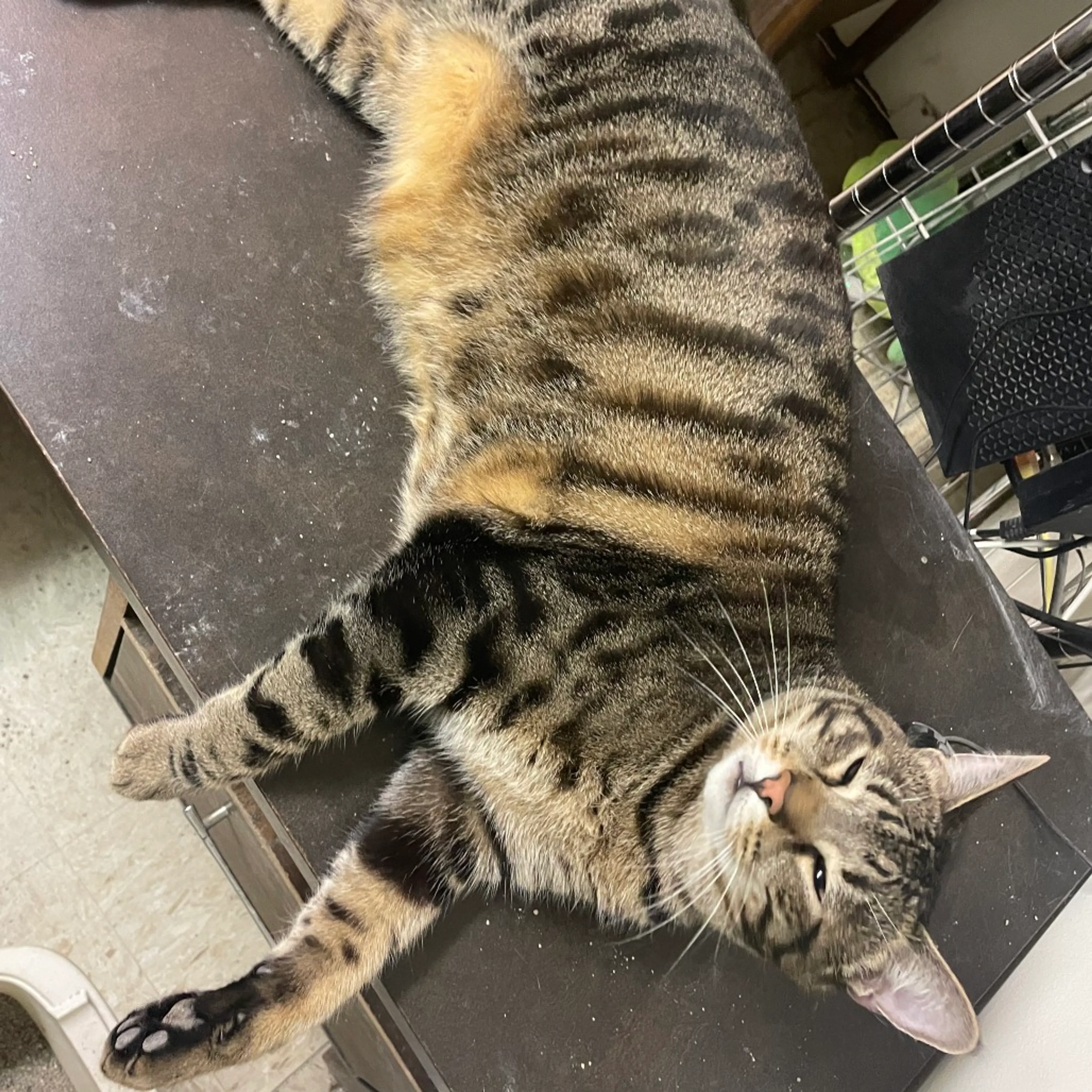 Found pet-2