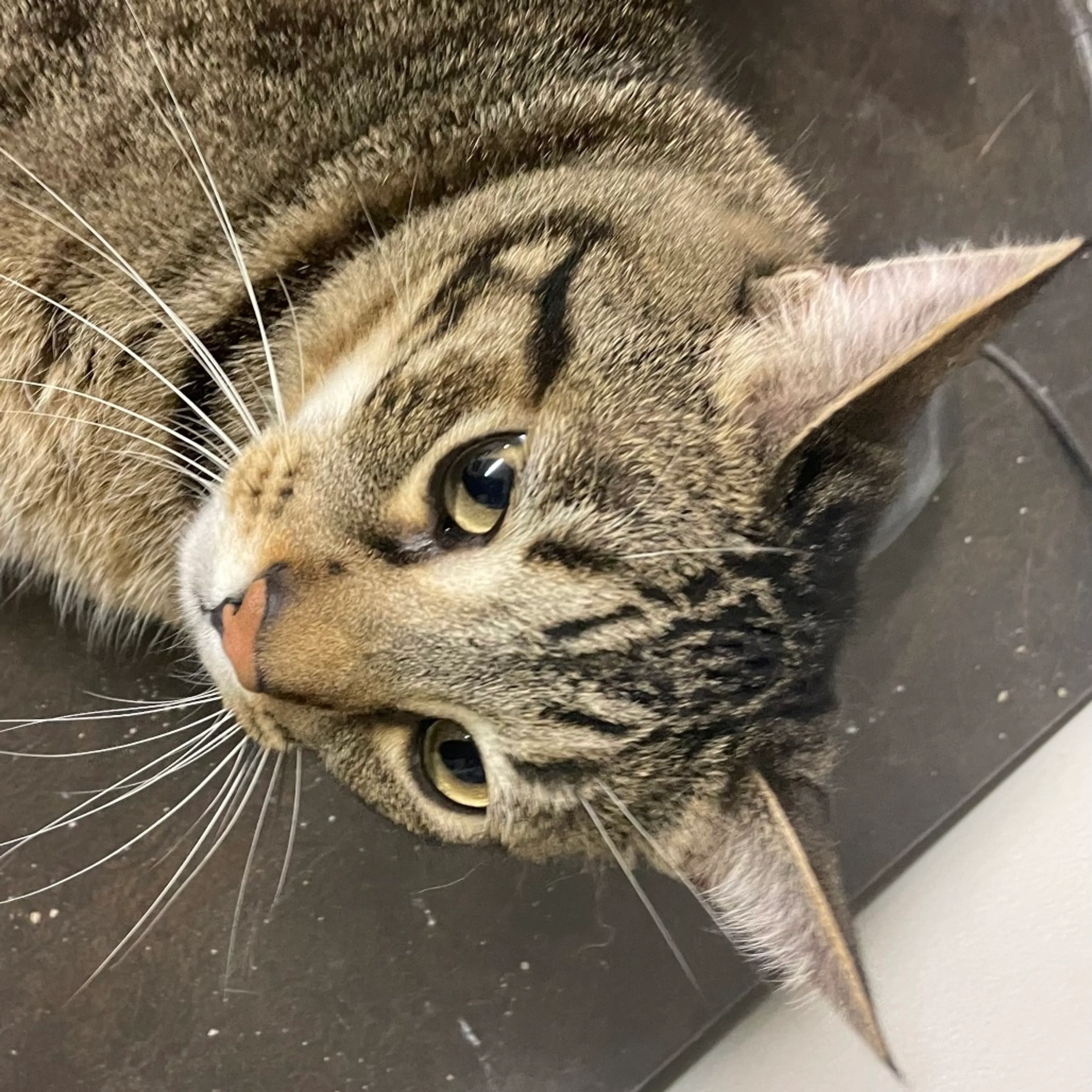 Found pet-1
