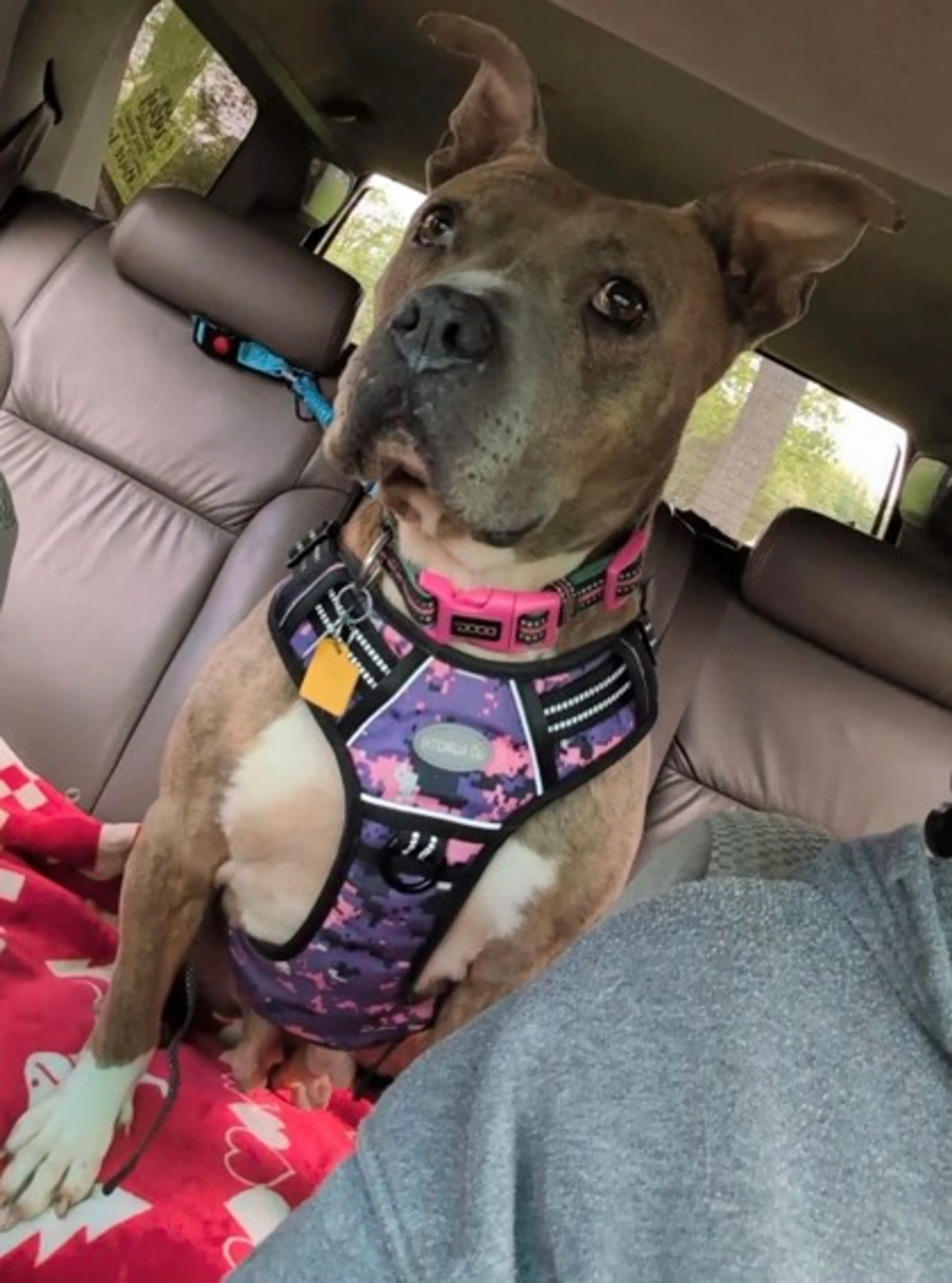 Found pet-1