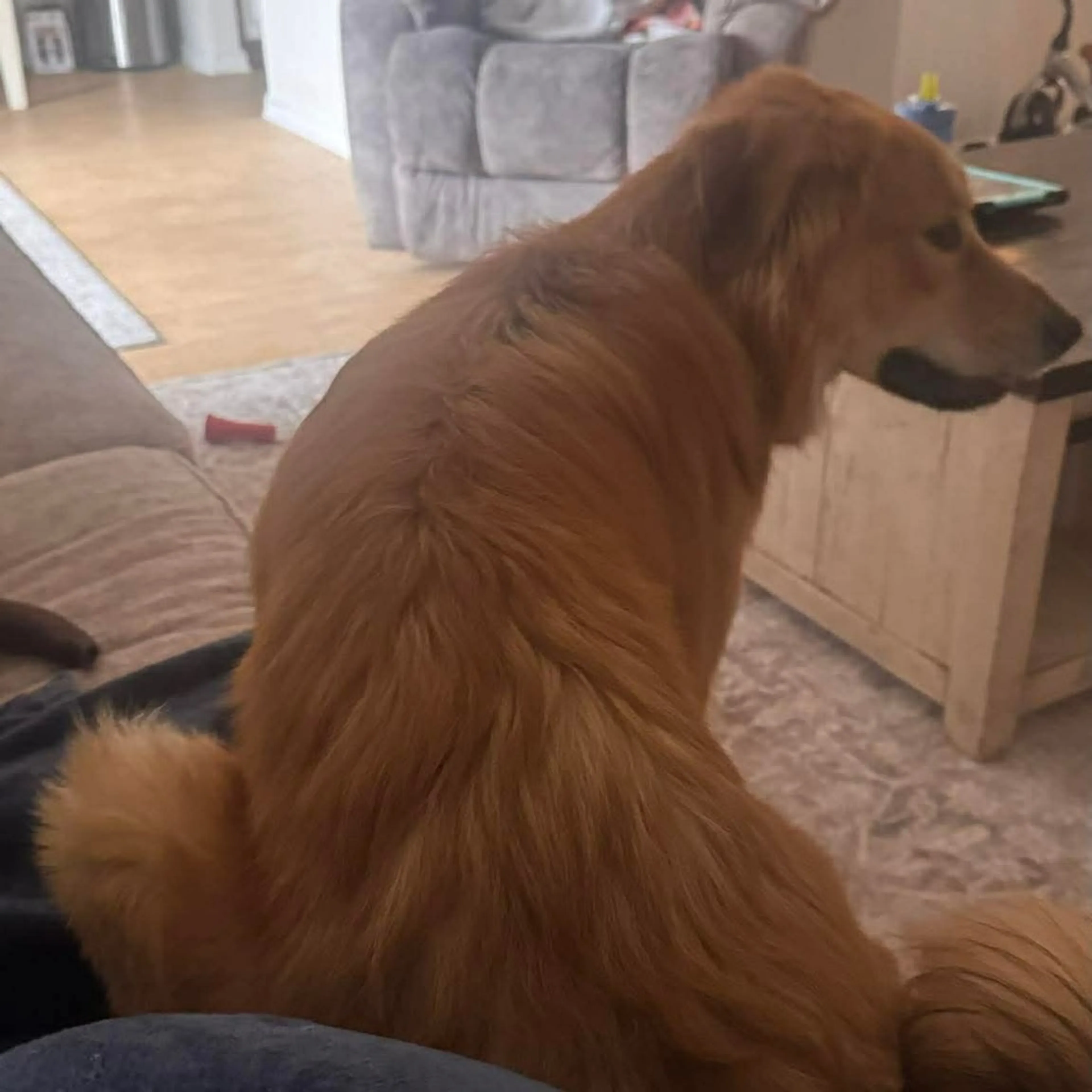 Found pet-3