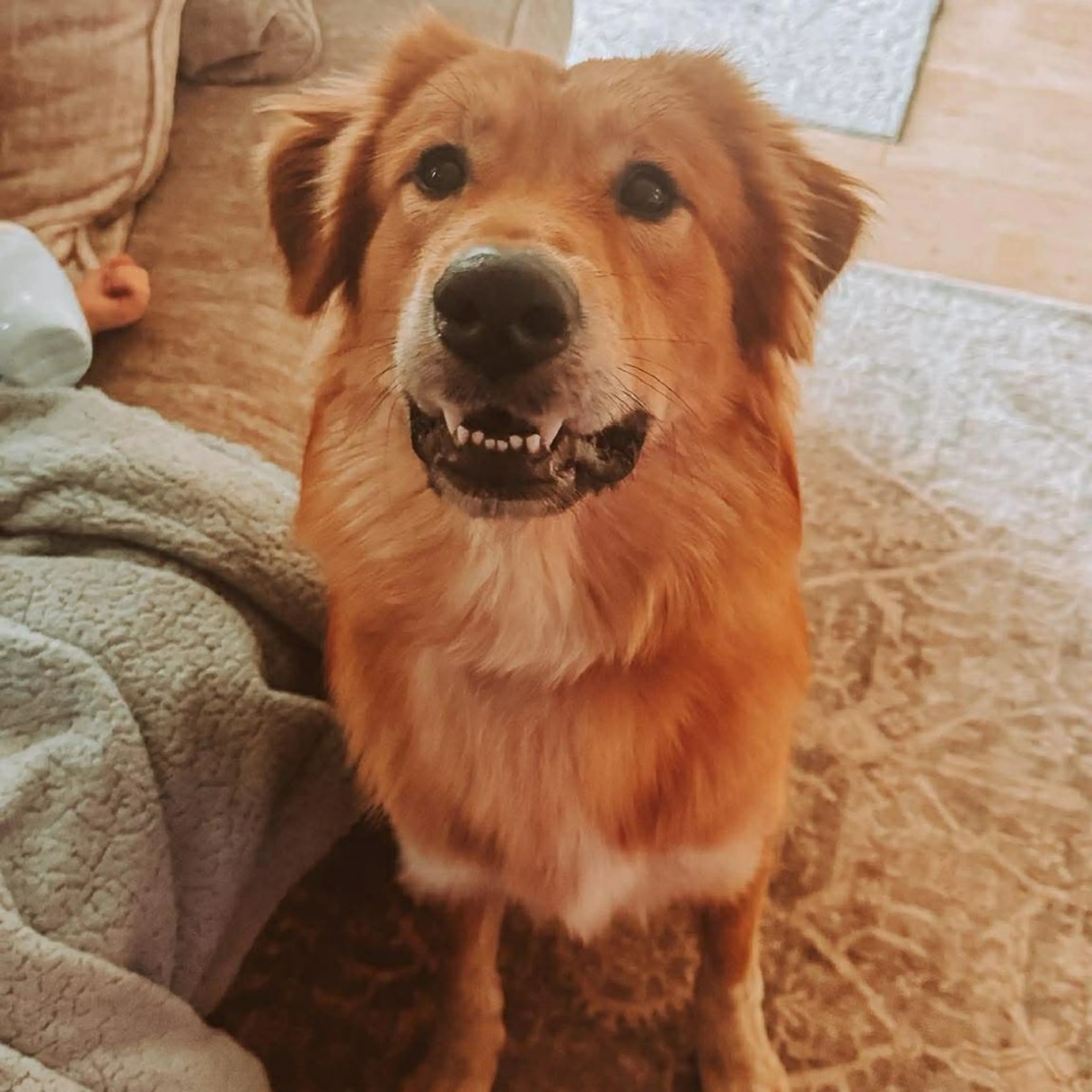 Found pet-4