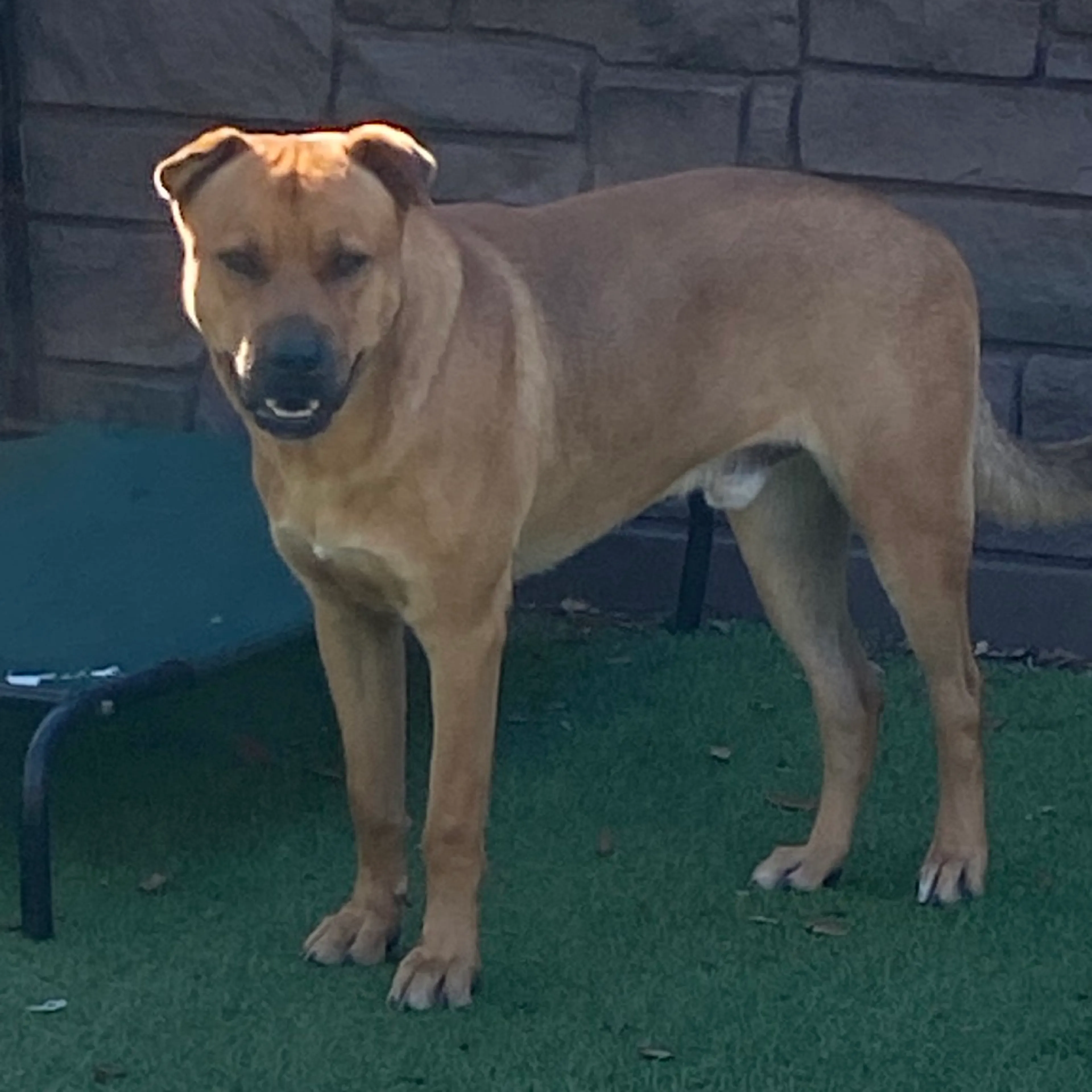 Found pet-2