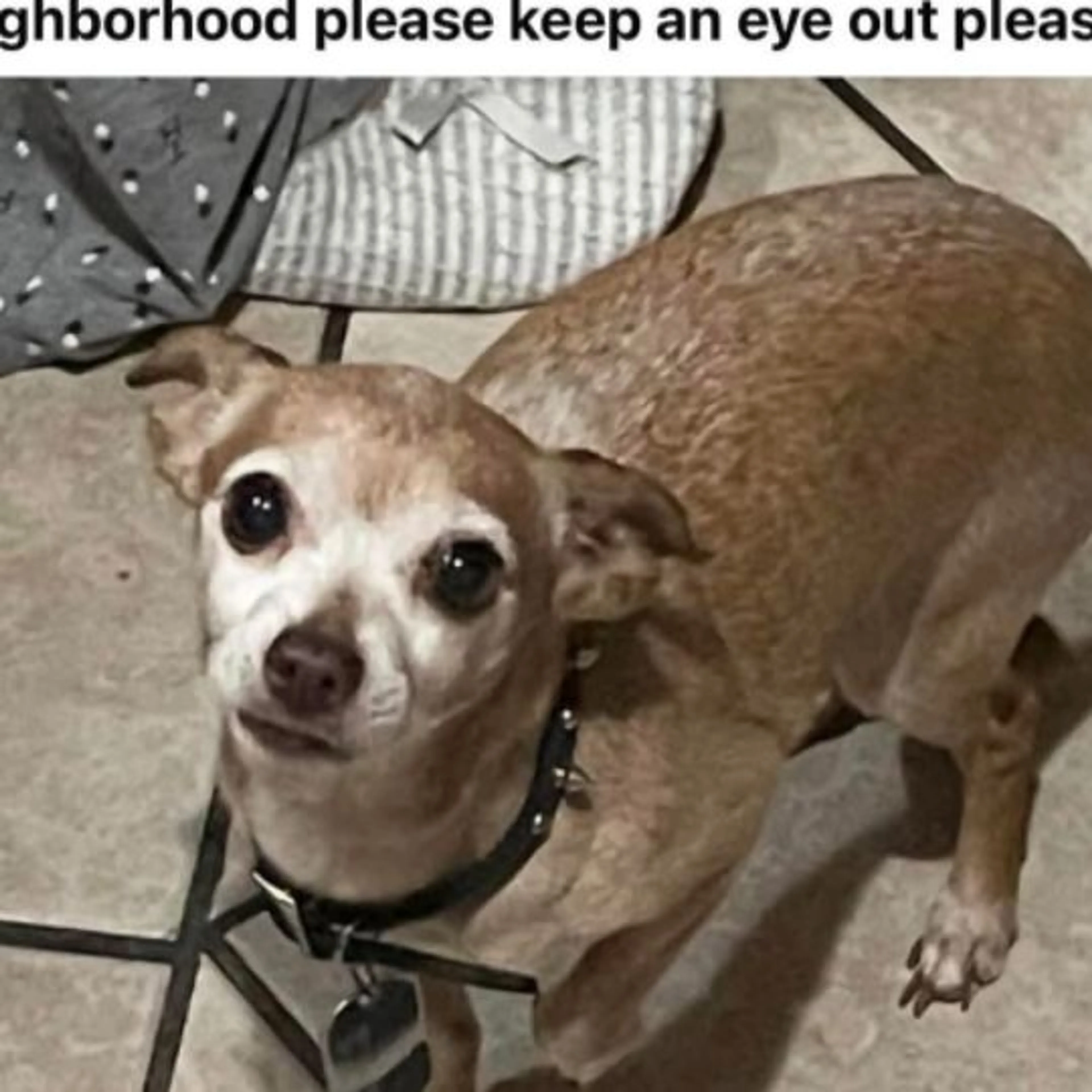 Lost pet