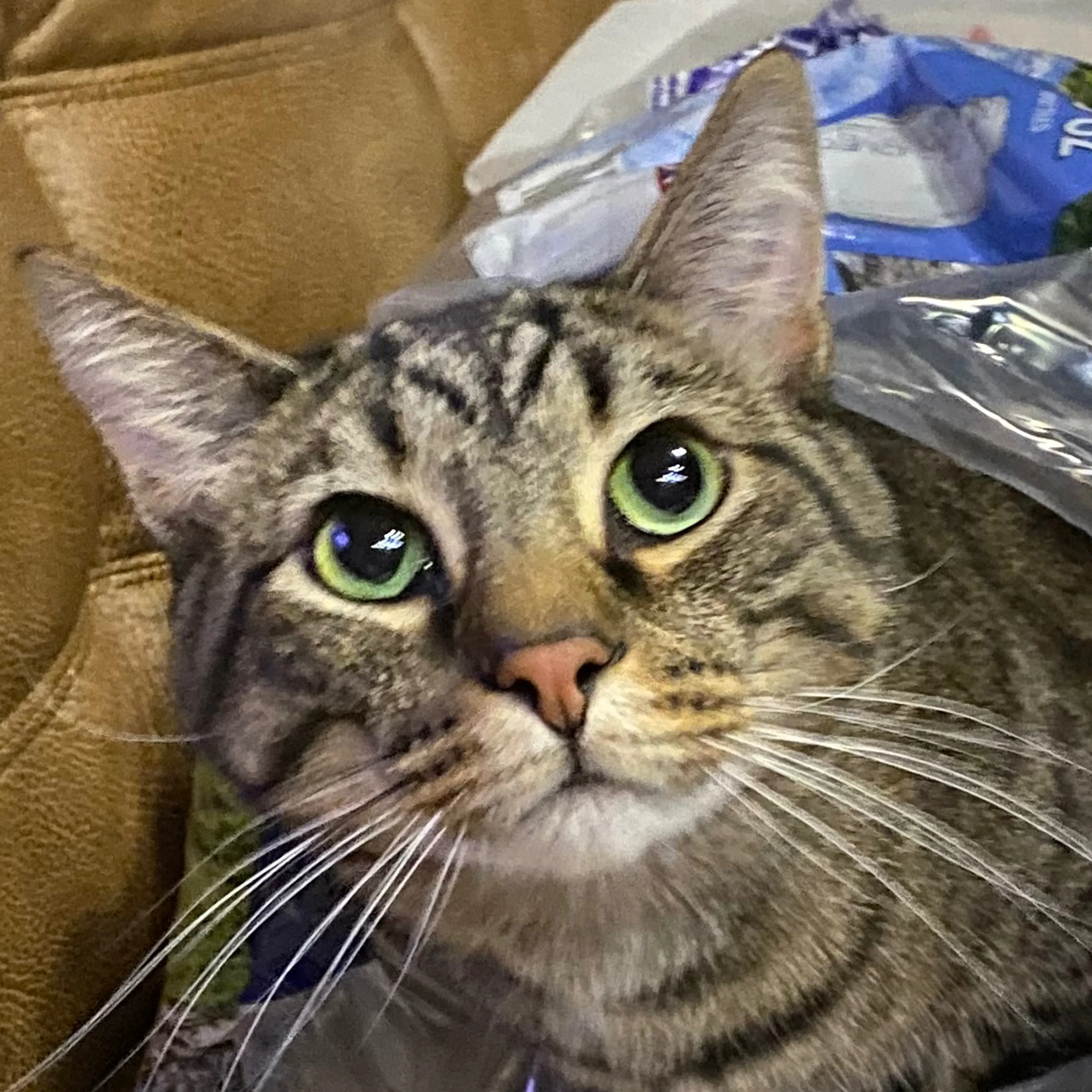 Lost pet-2