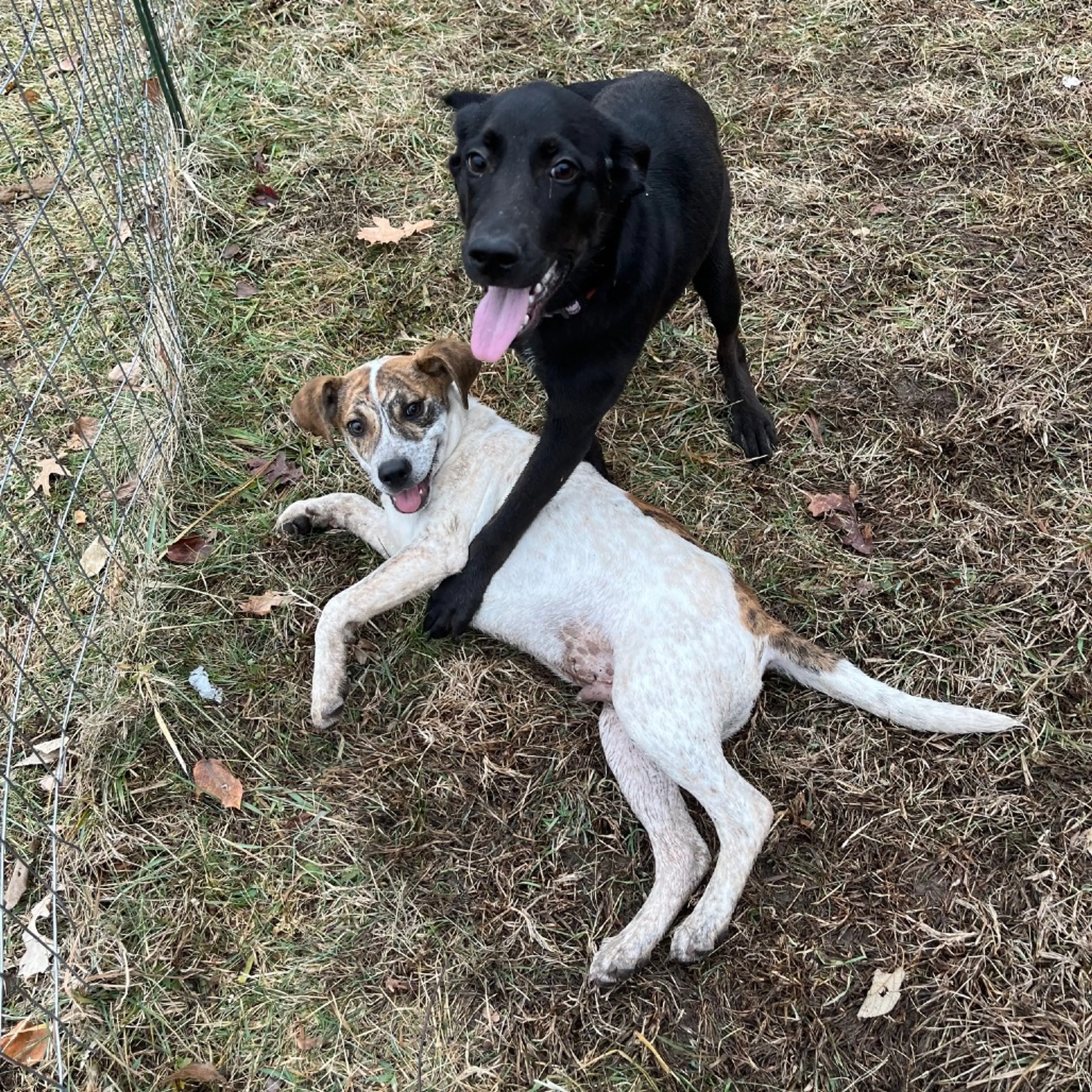 Found pet-16