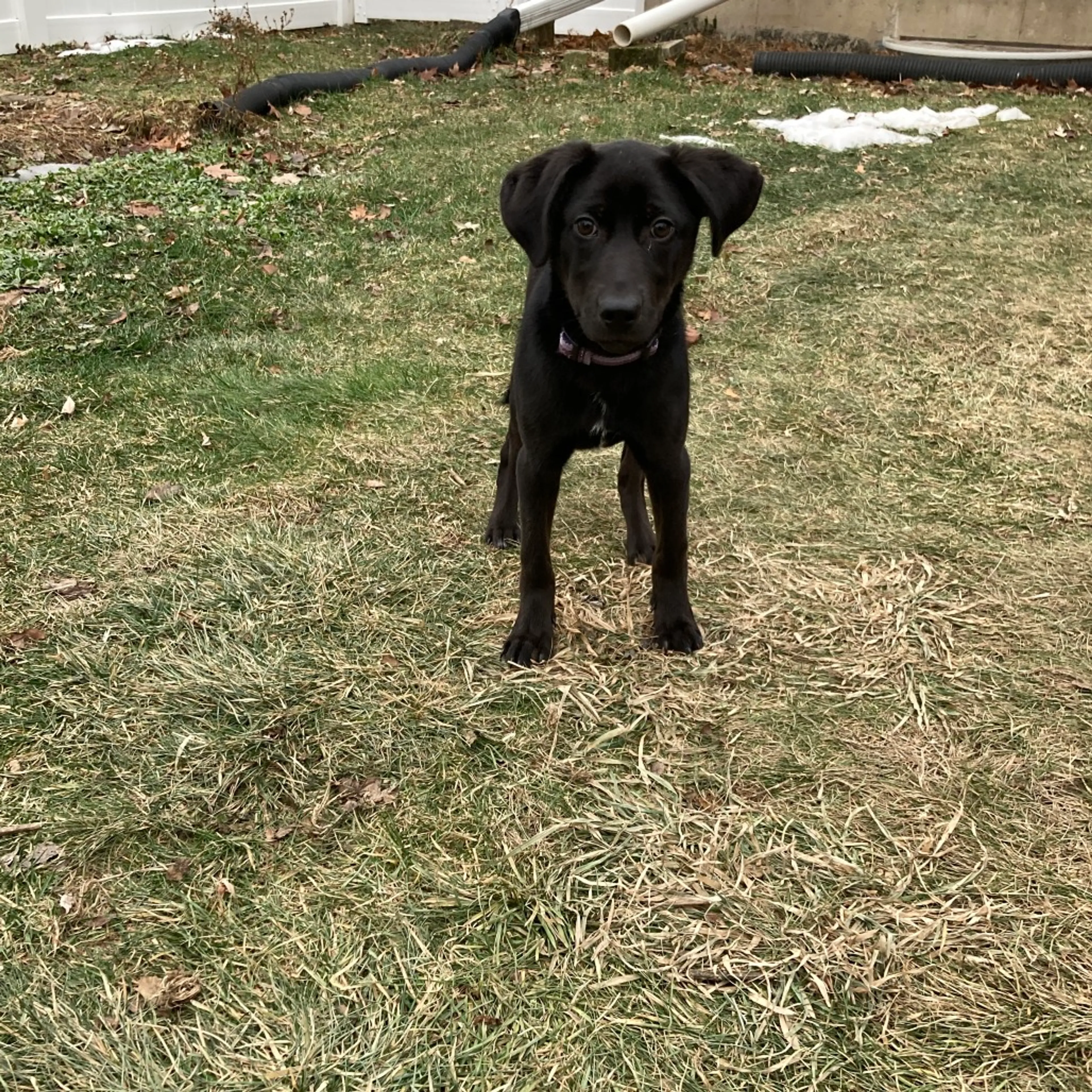 Found pet-10
