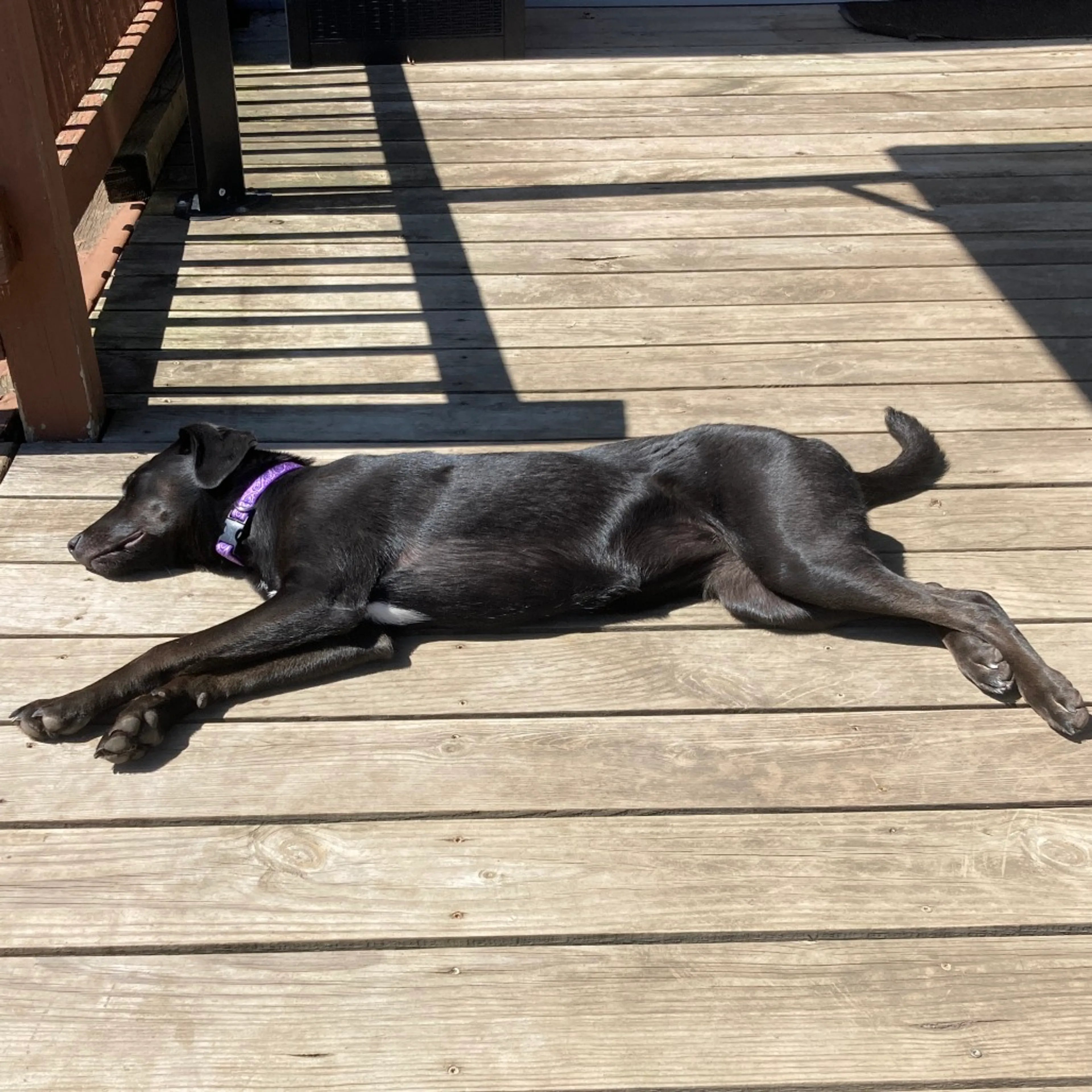 Found pet-17