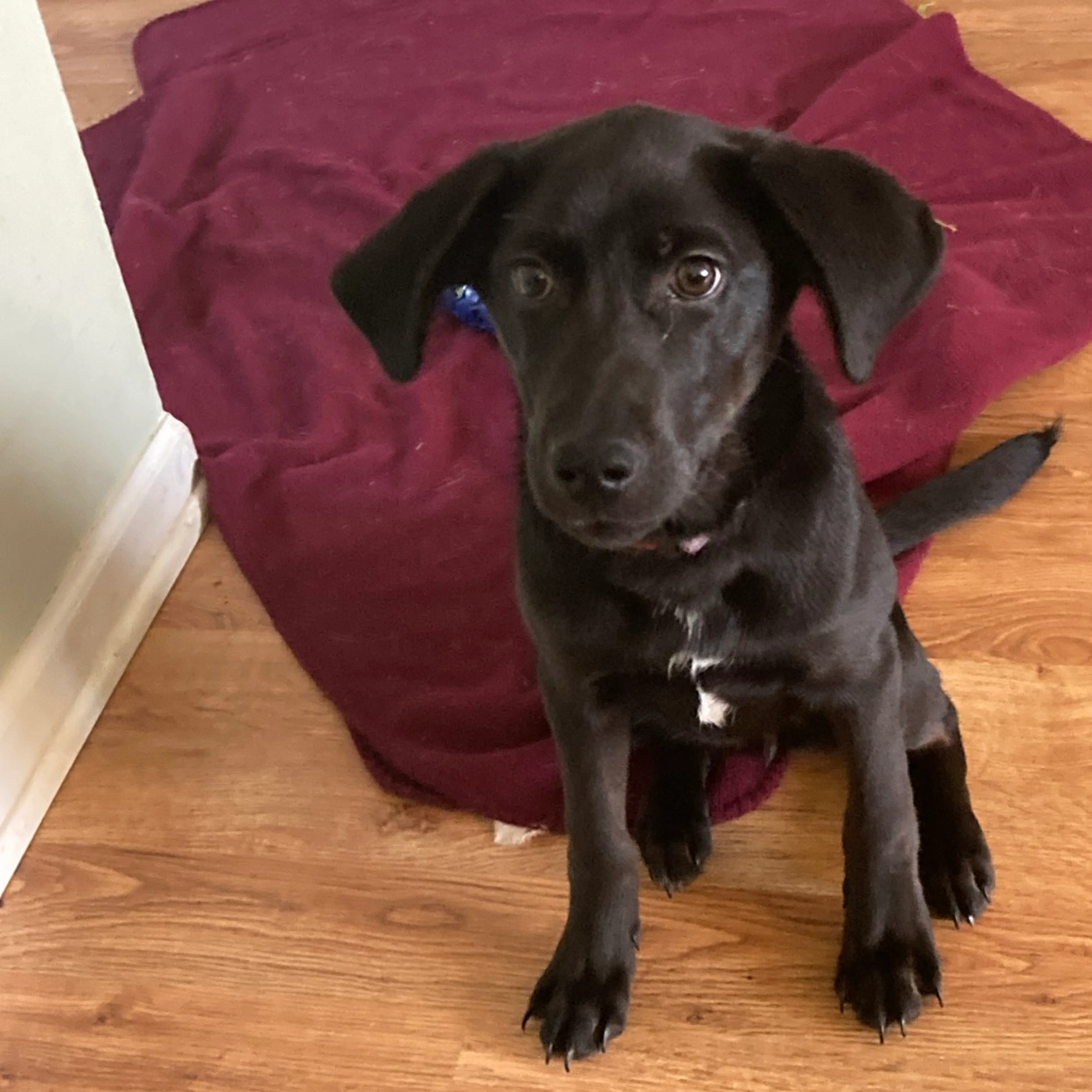 Found pet-12