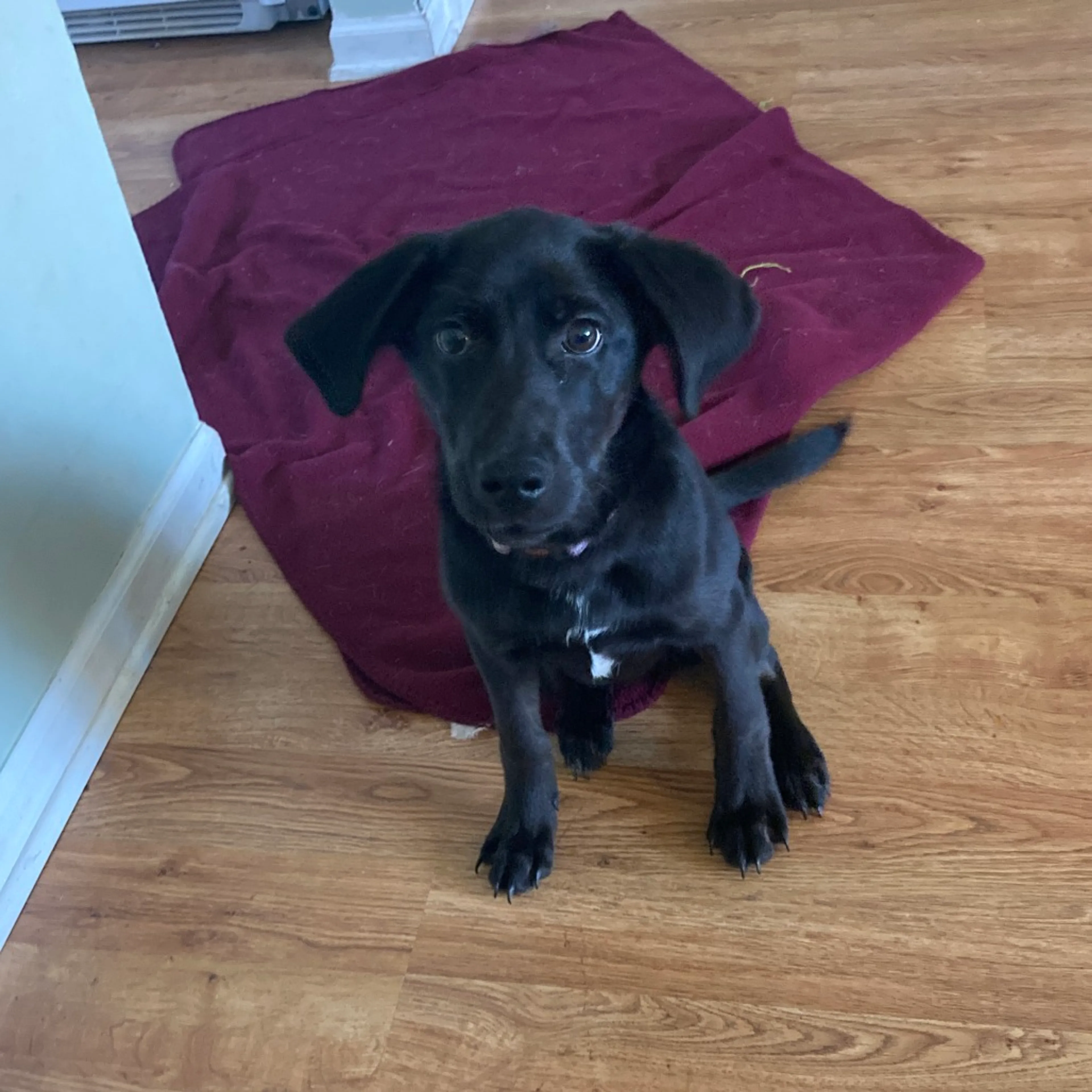 Found pet-11