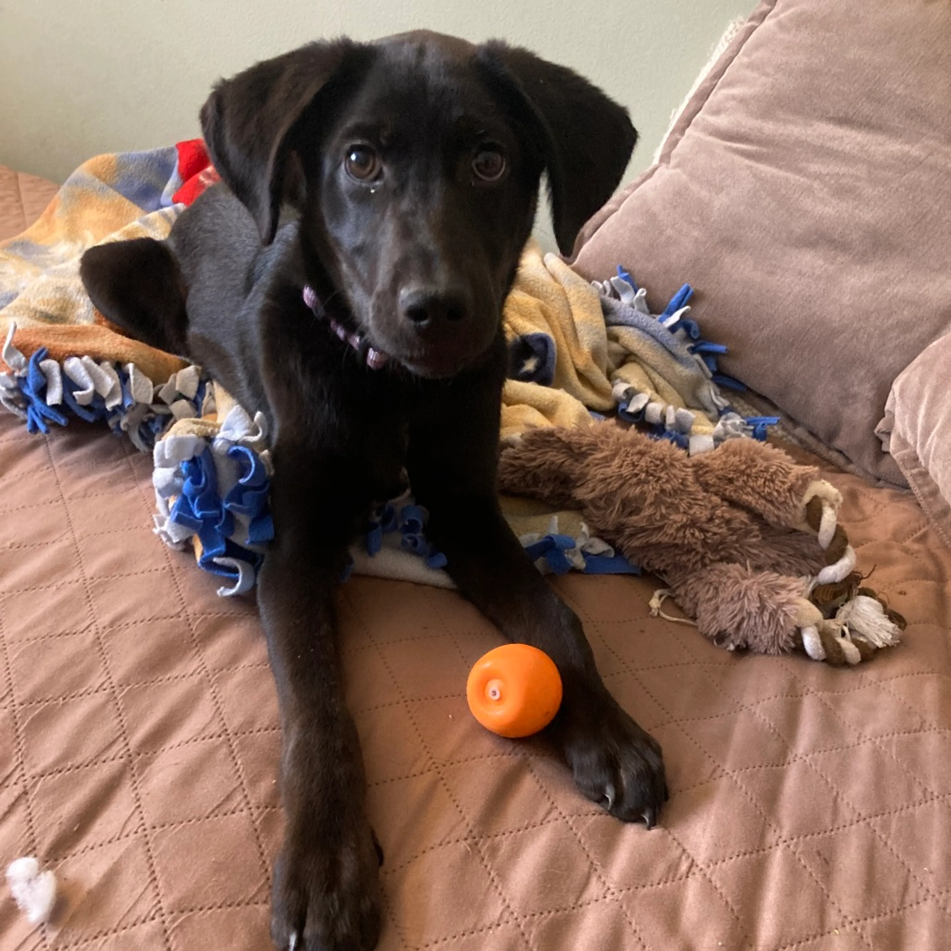 Found pet-6