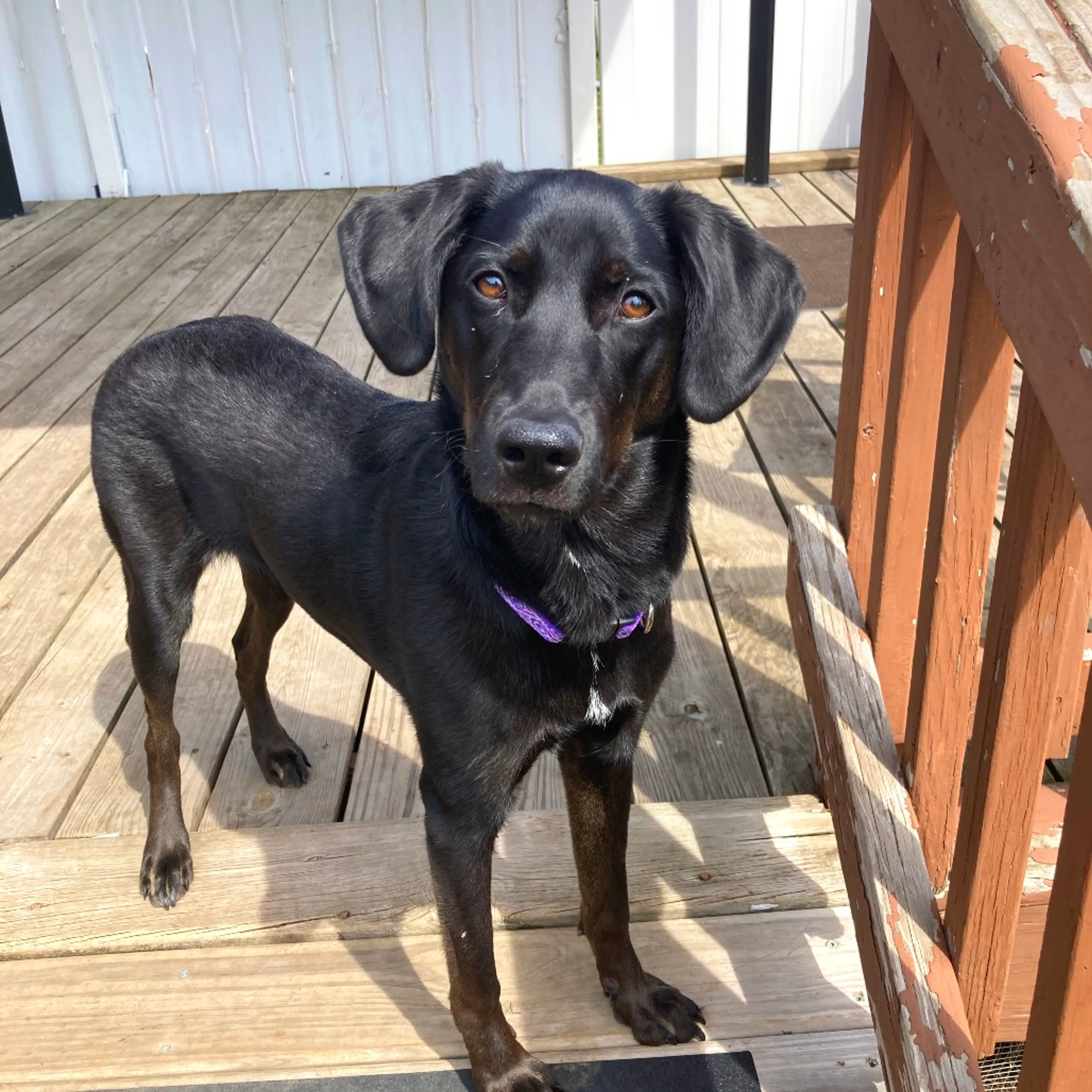 Found pet-13