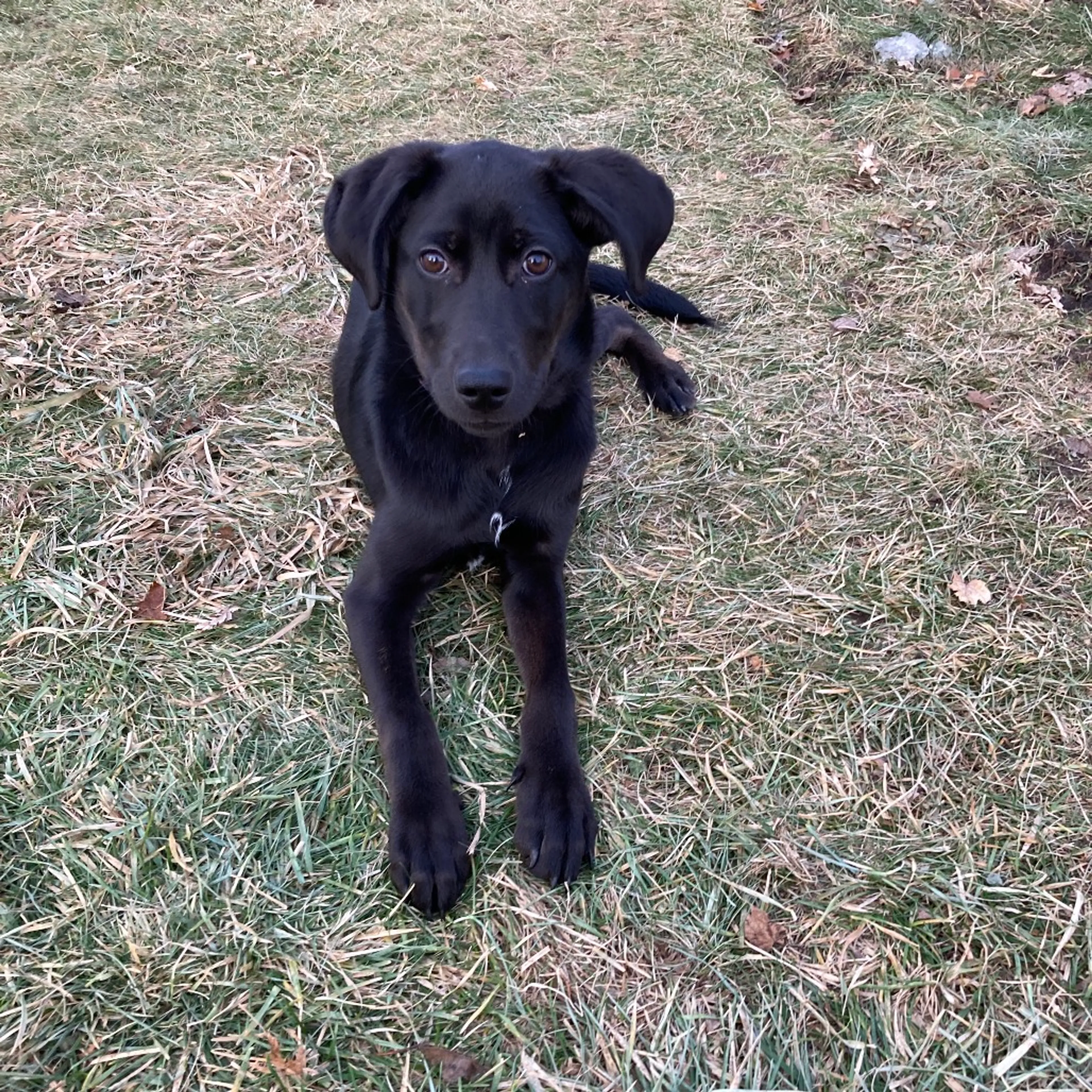Found pet-1