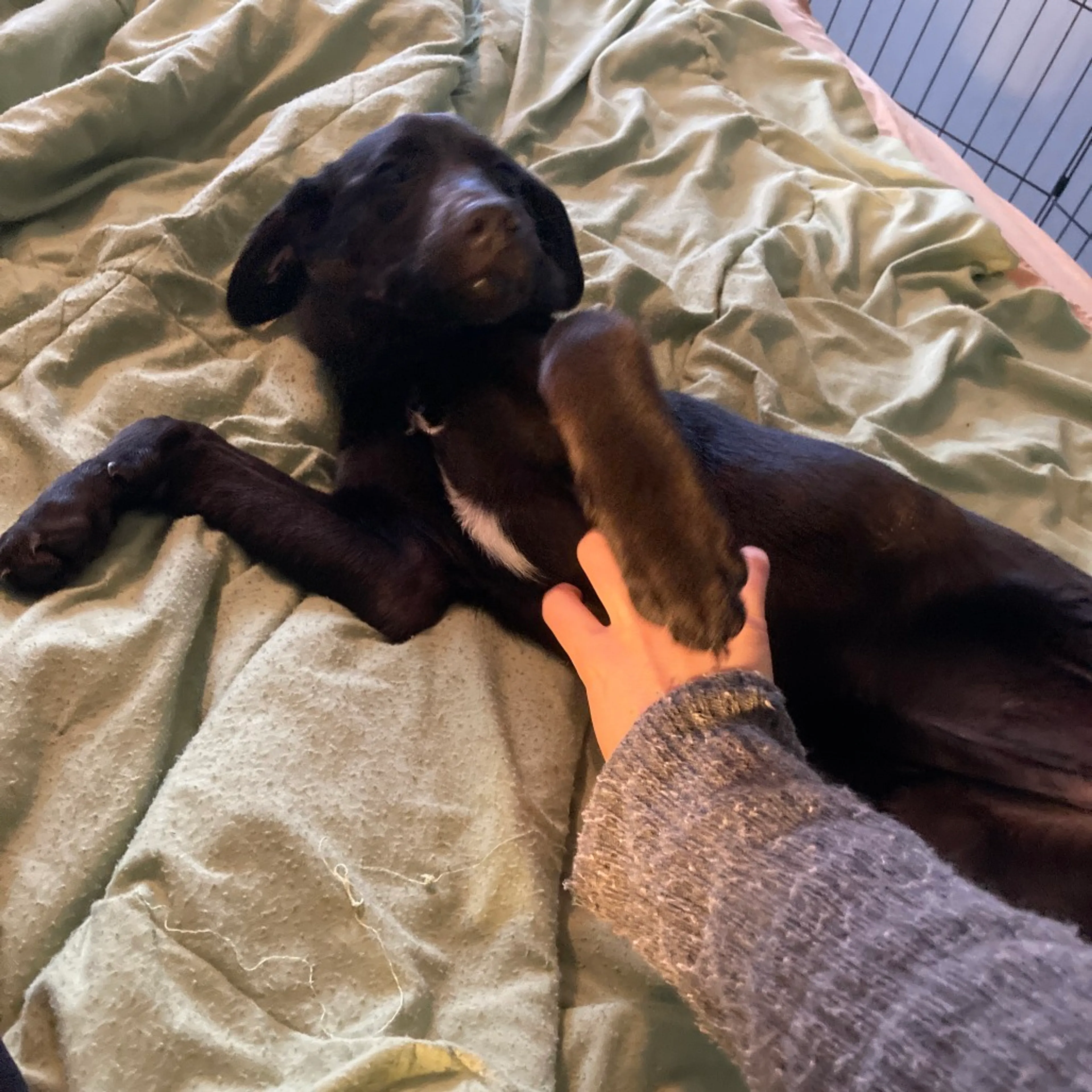 Found pet-14