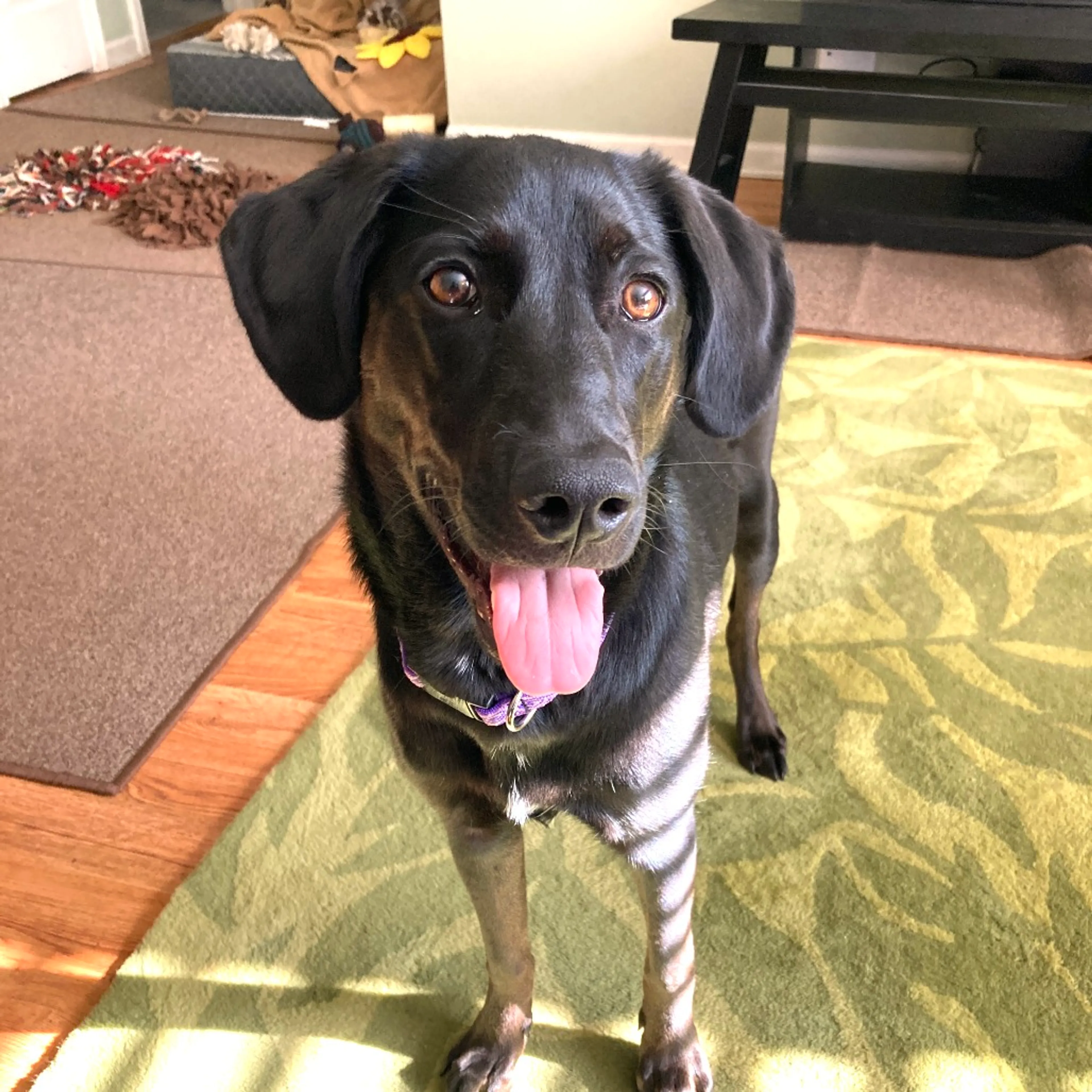 Found pet-3
