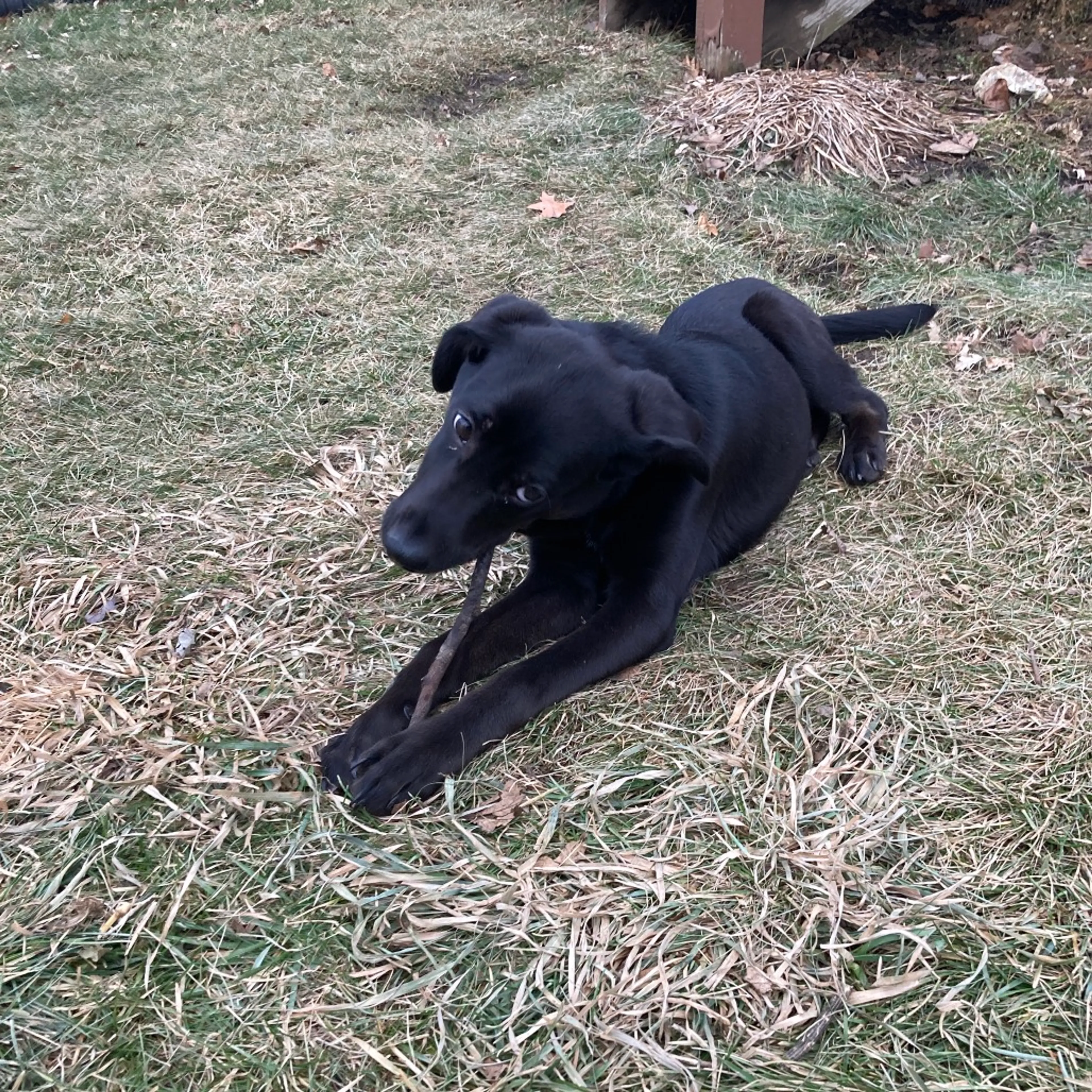 Found pet-7