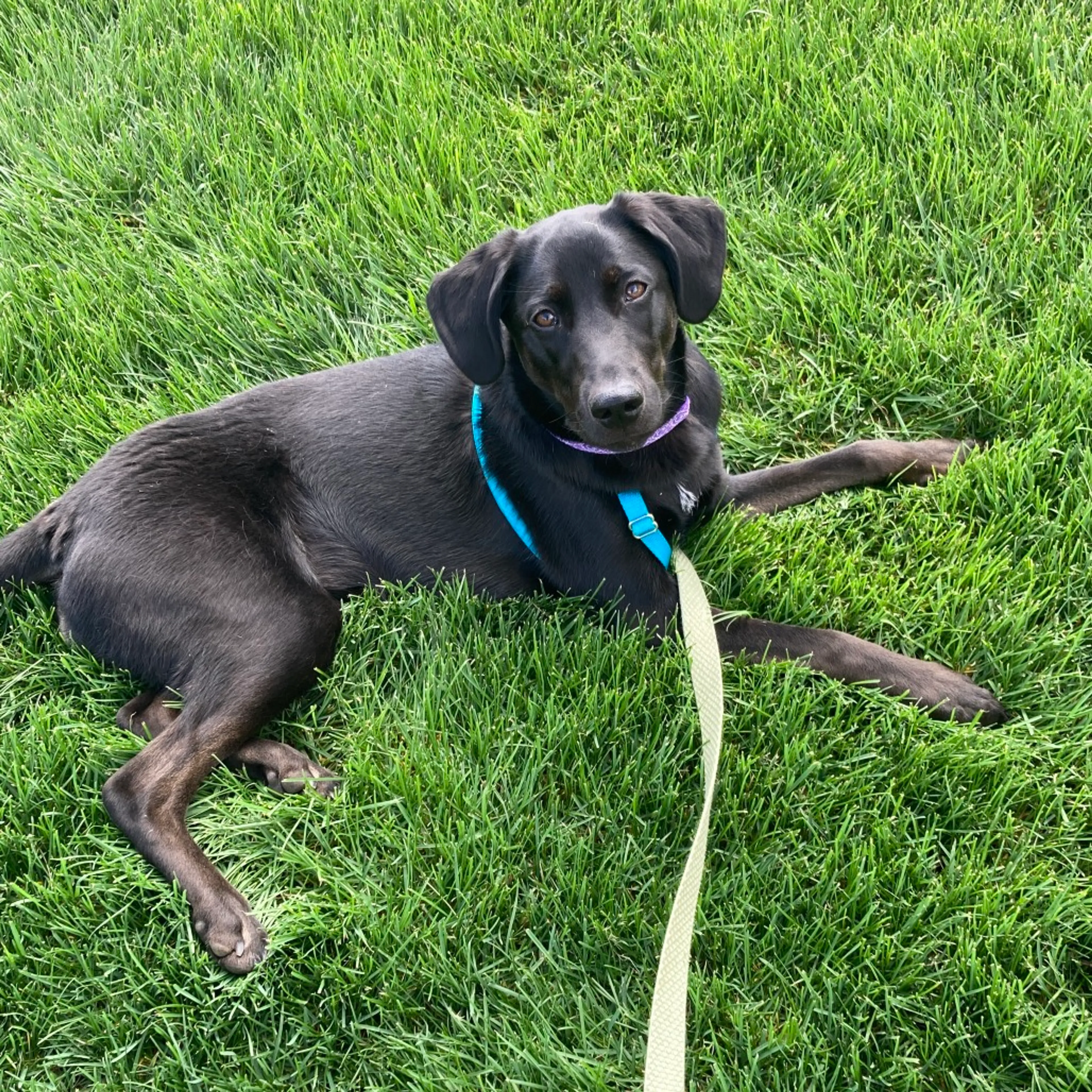 Found pet-2