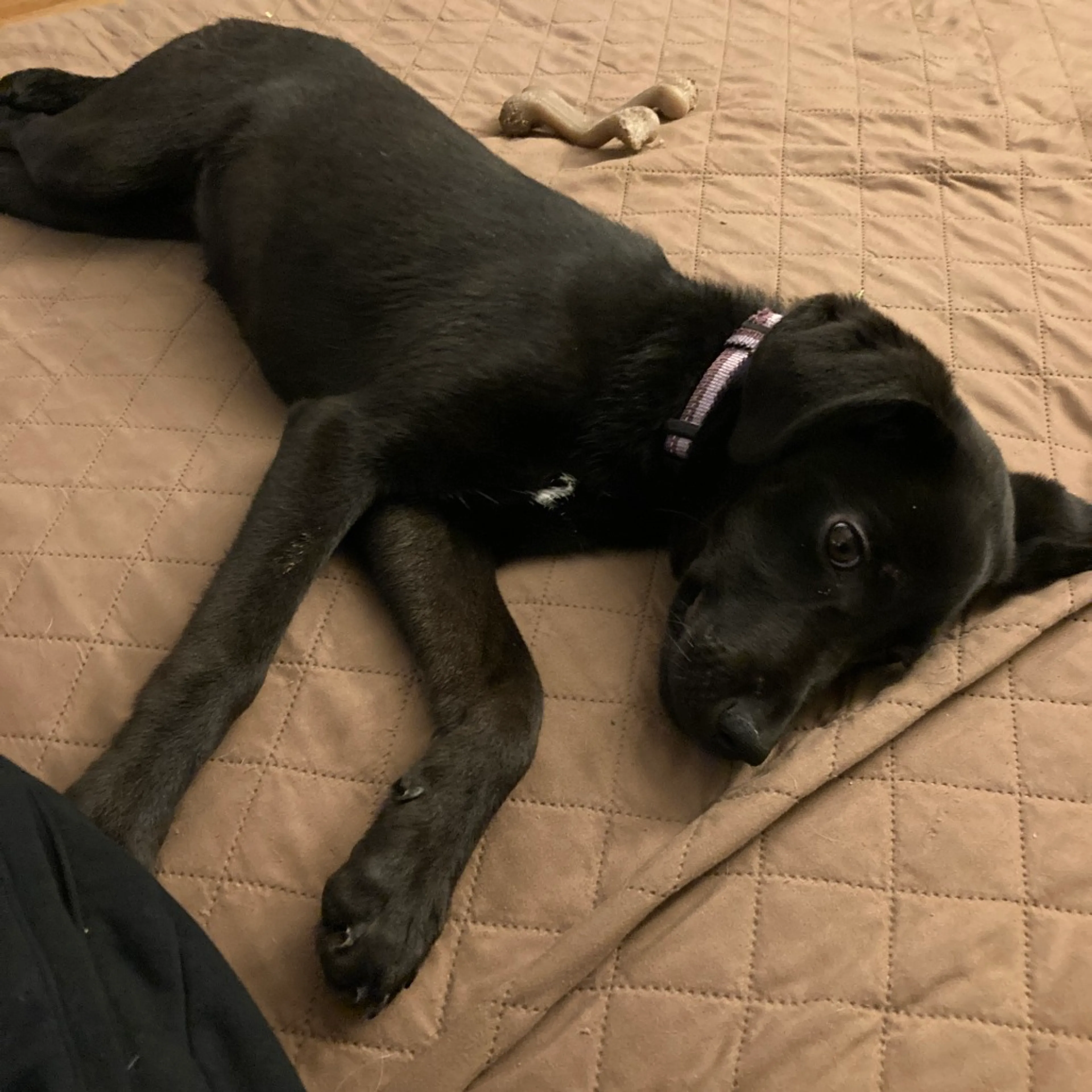 Found pet-8