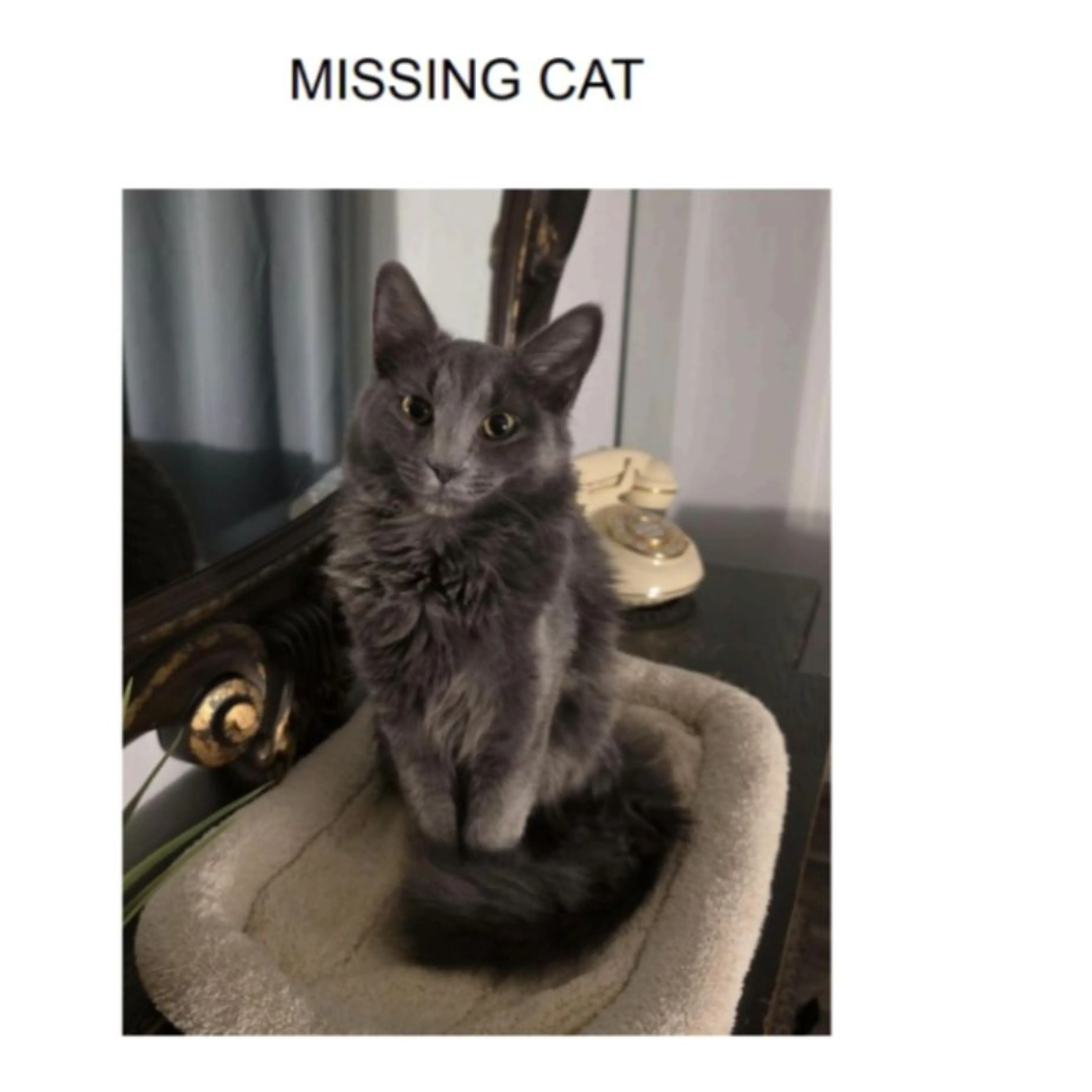 Lost pet