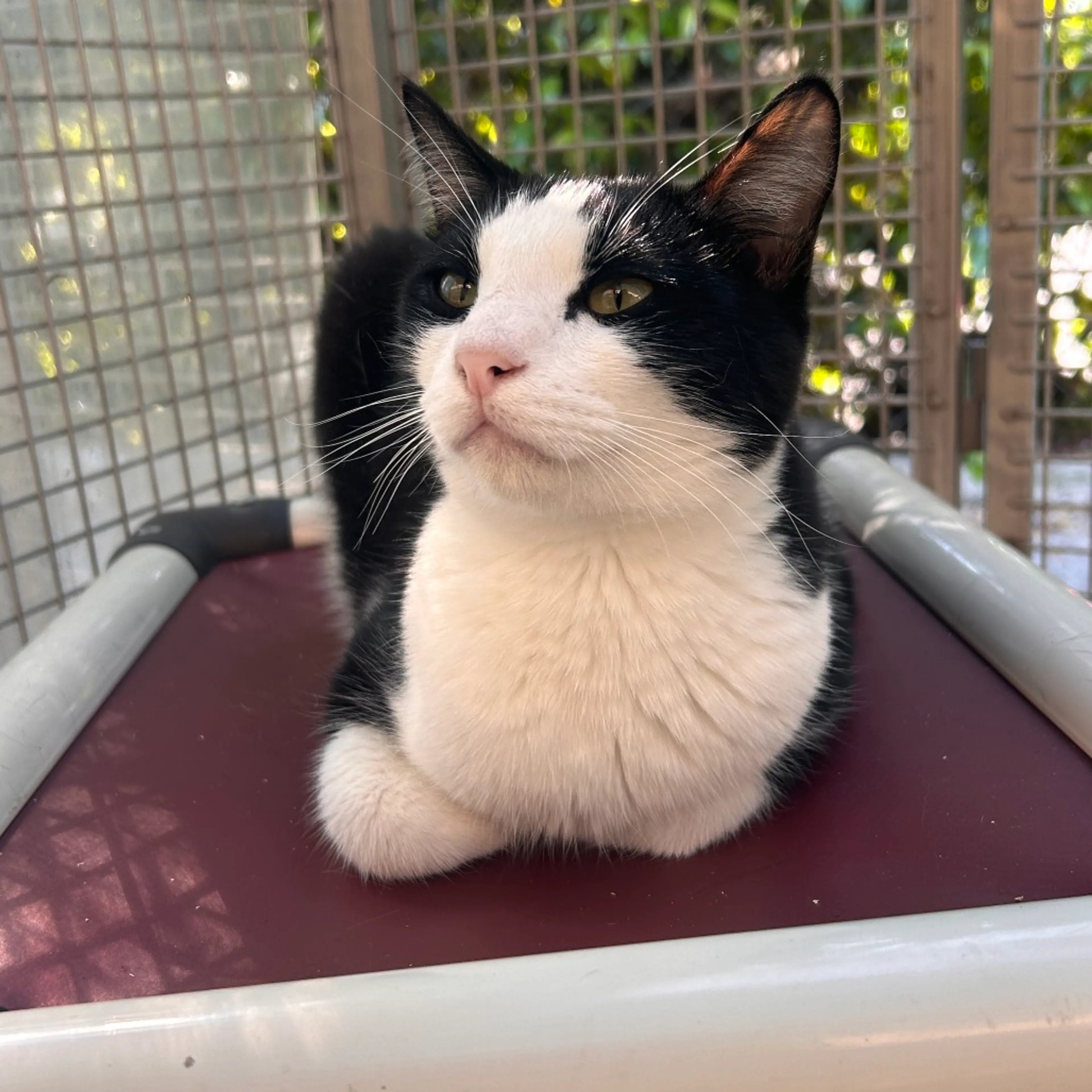 Found pet-6