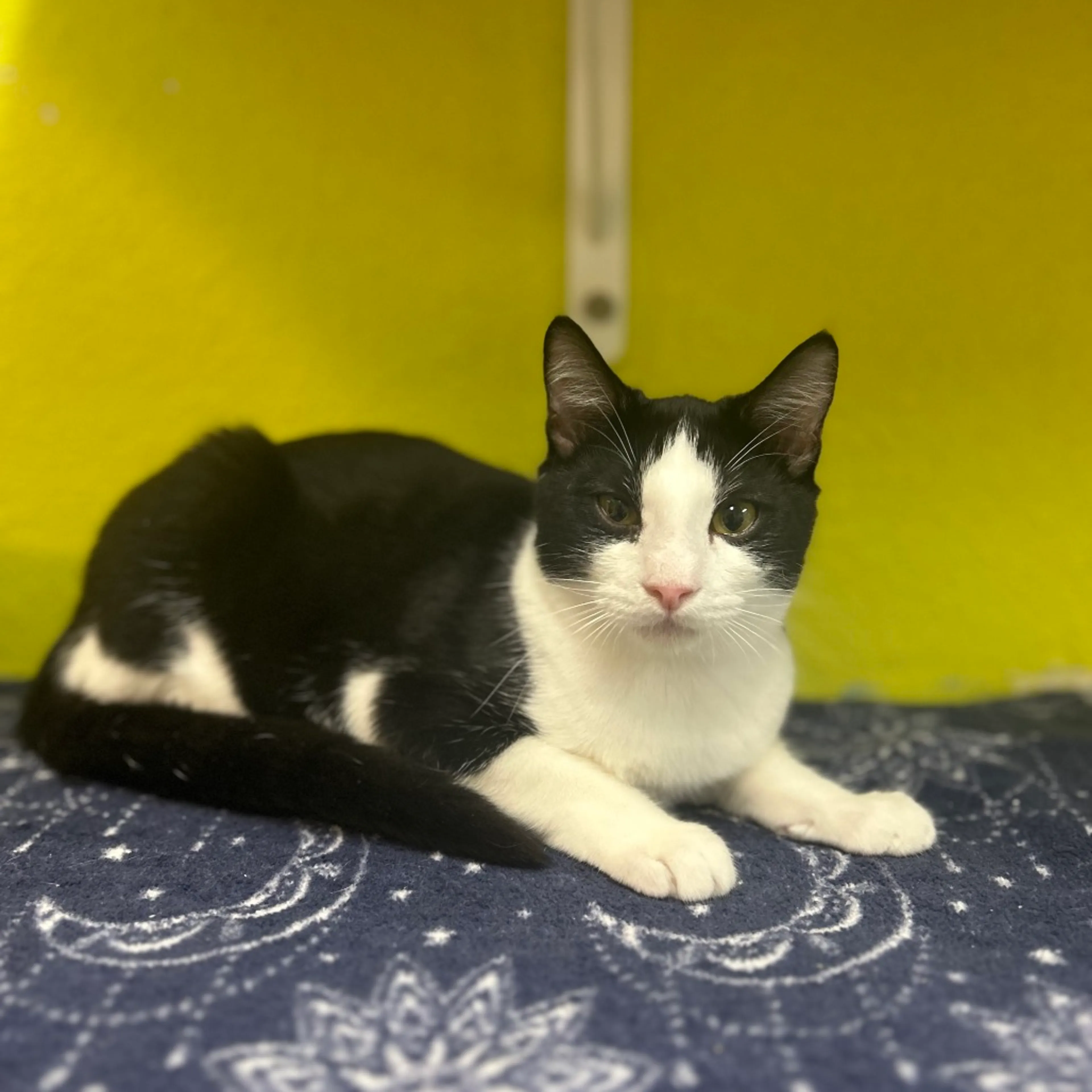 Found pet-2