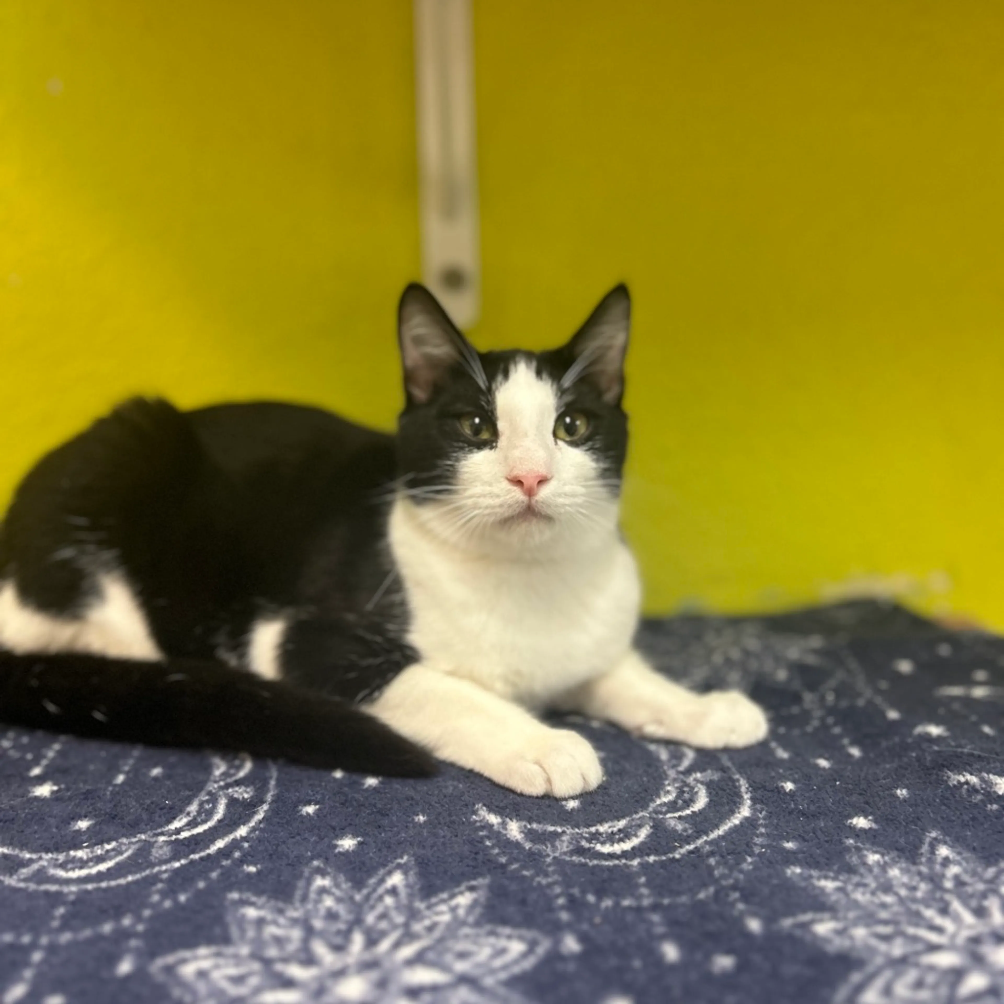 Found pet-1