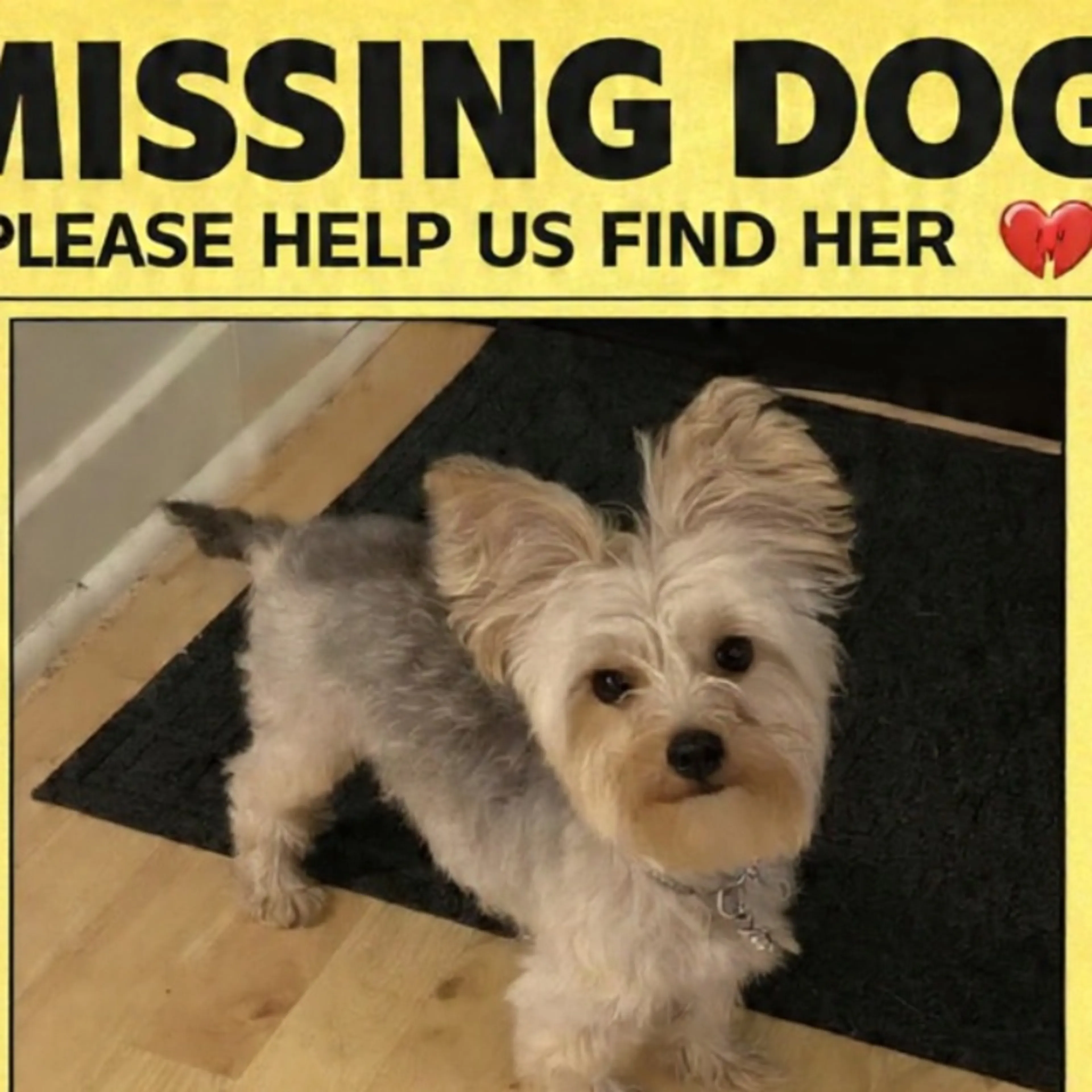 Lost pet