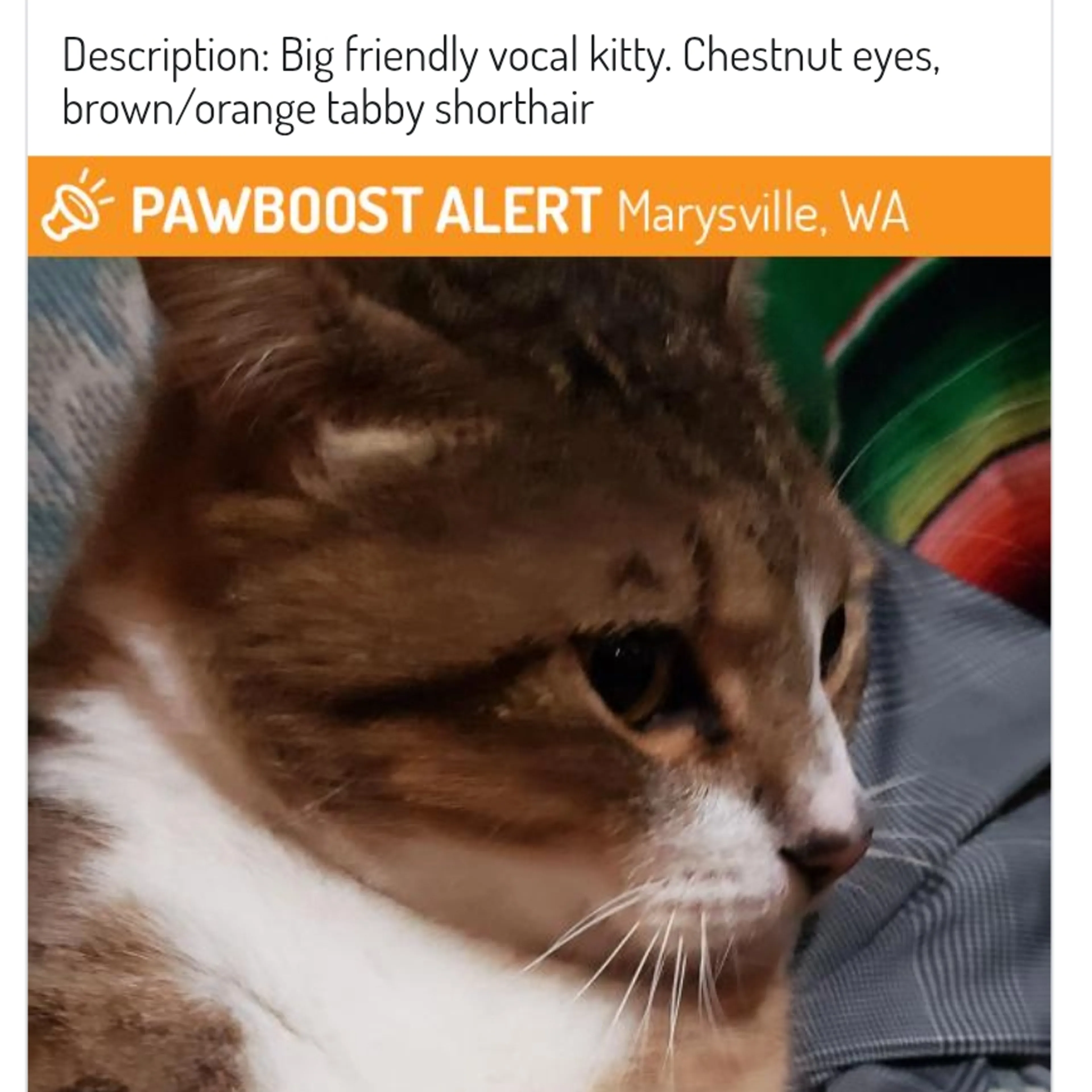 Found pet-2