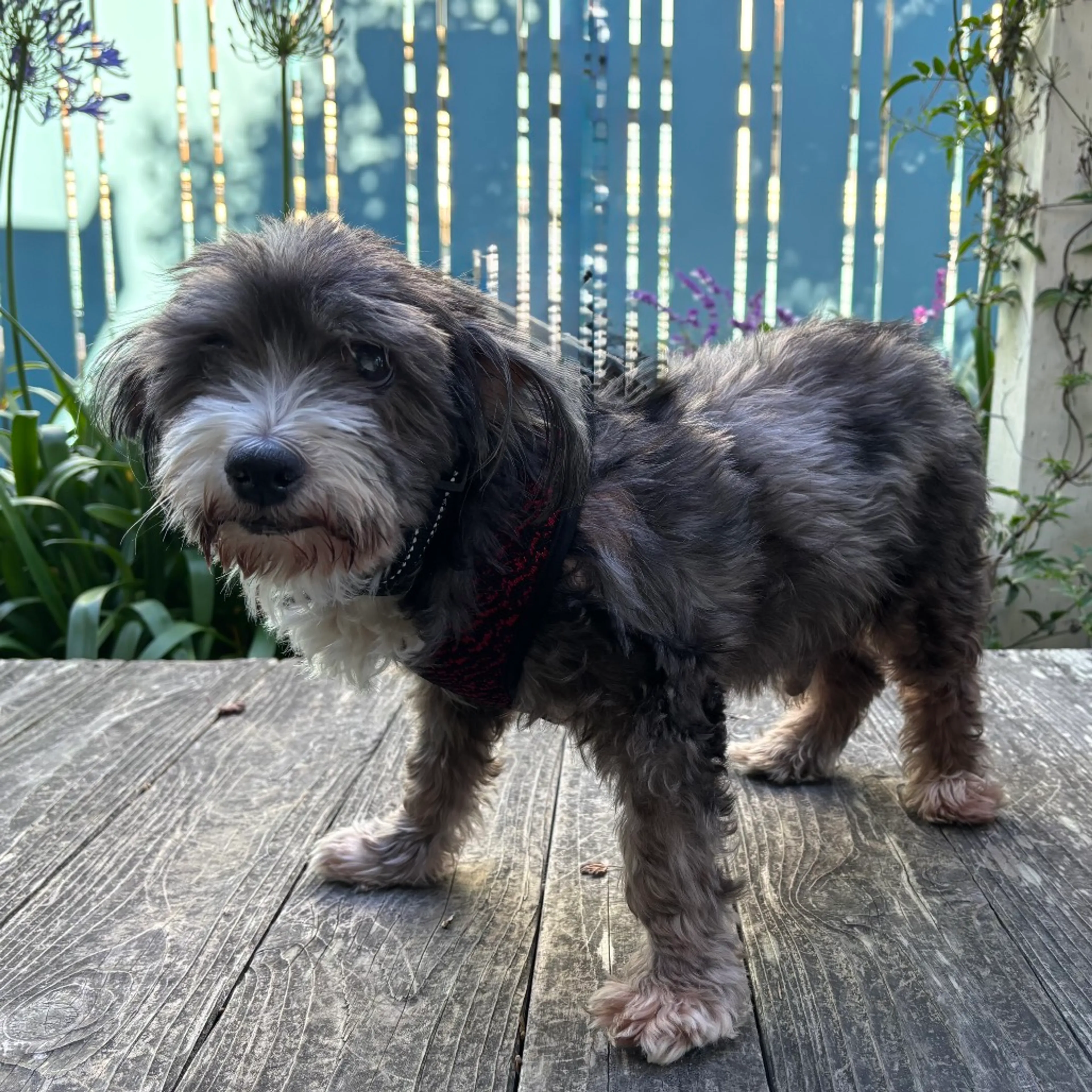 Found pet-4