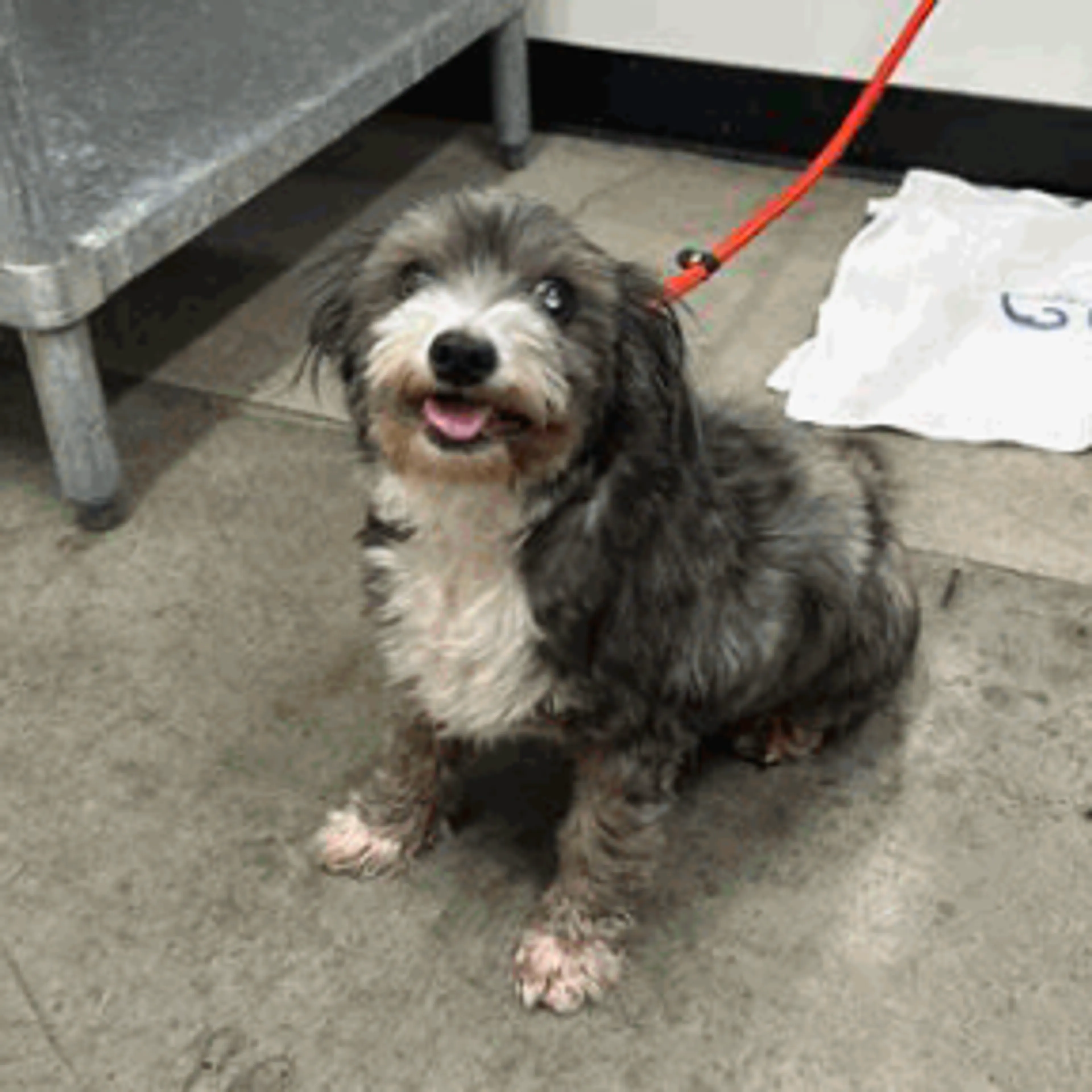 Found pet-1