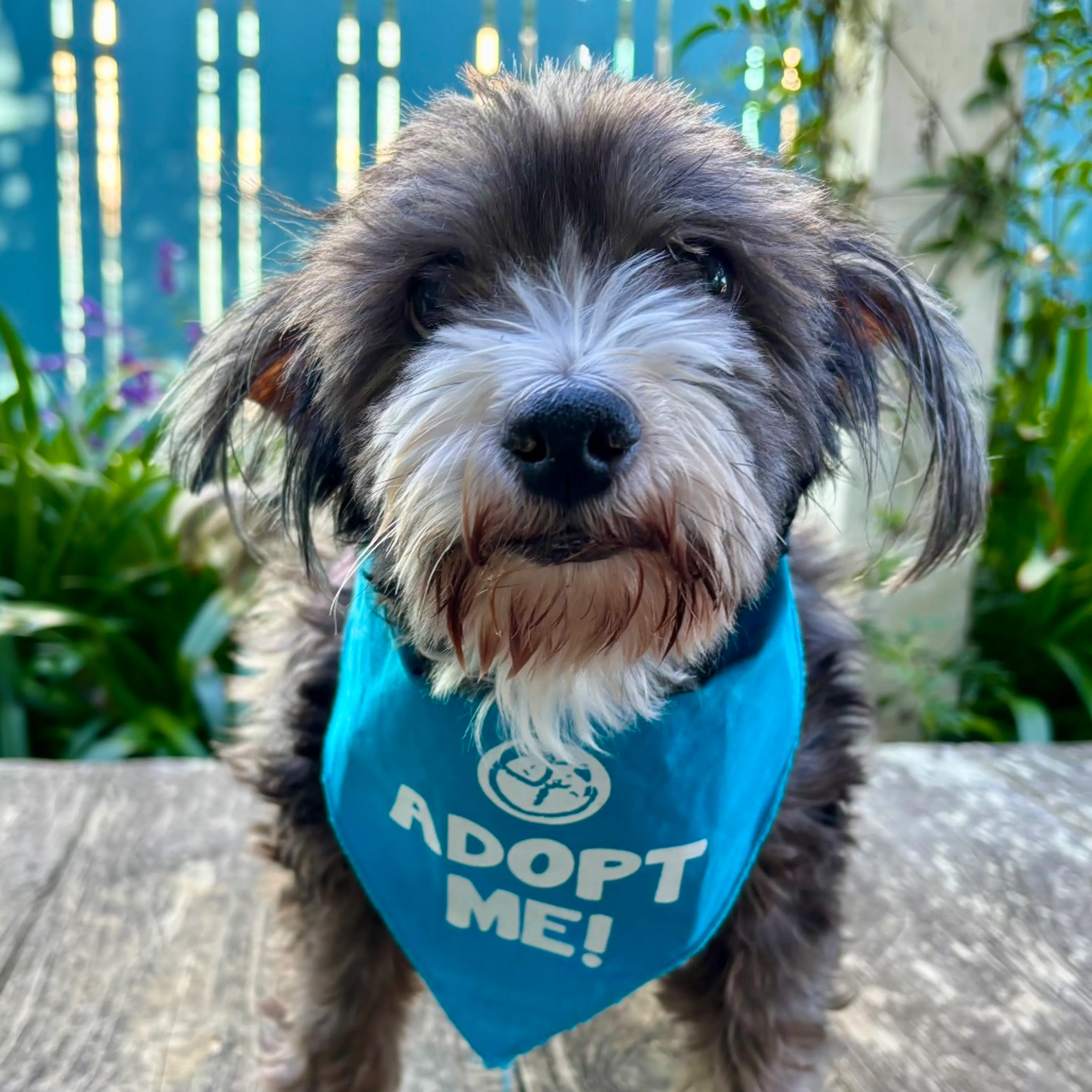 Found pet-2