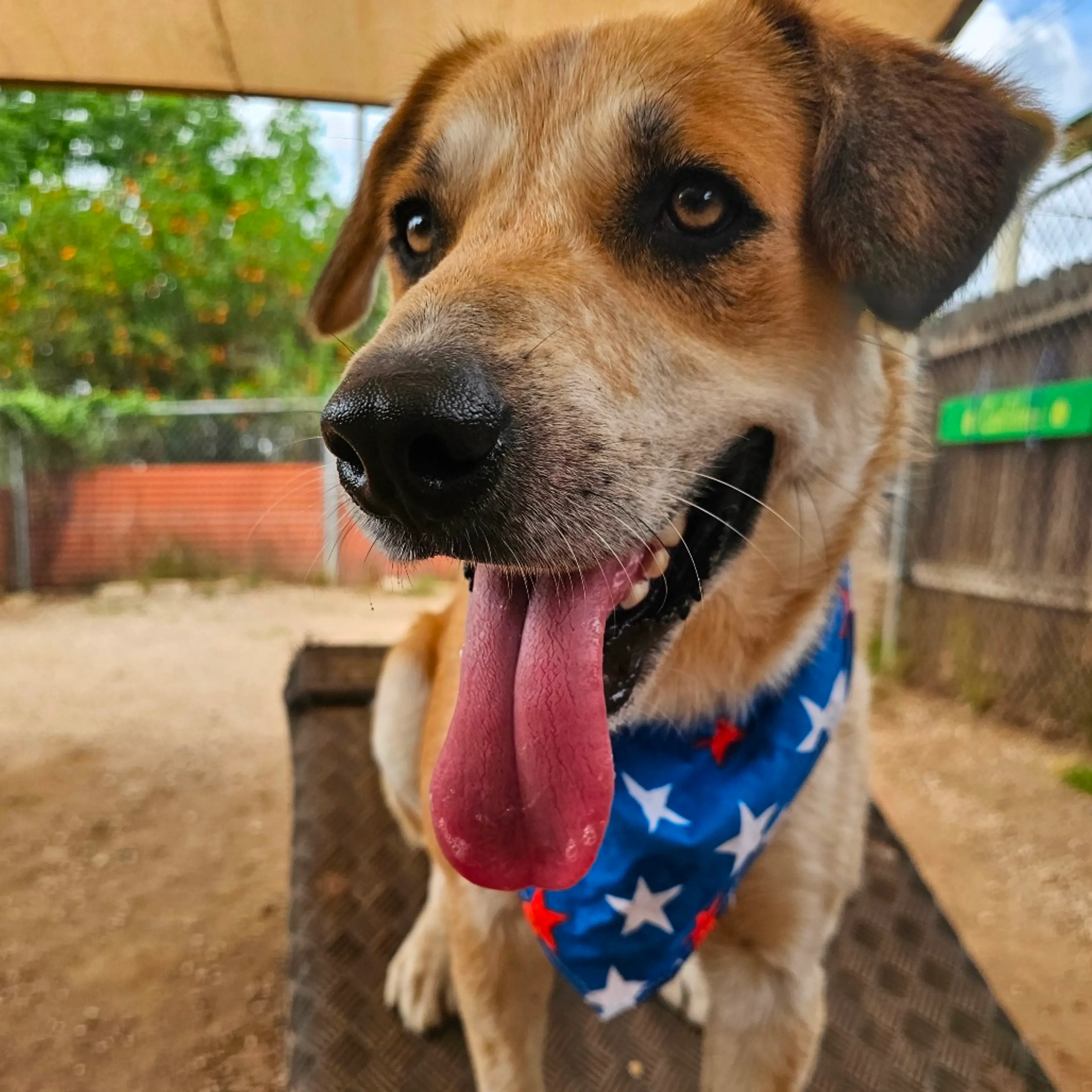 Found pet-32