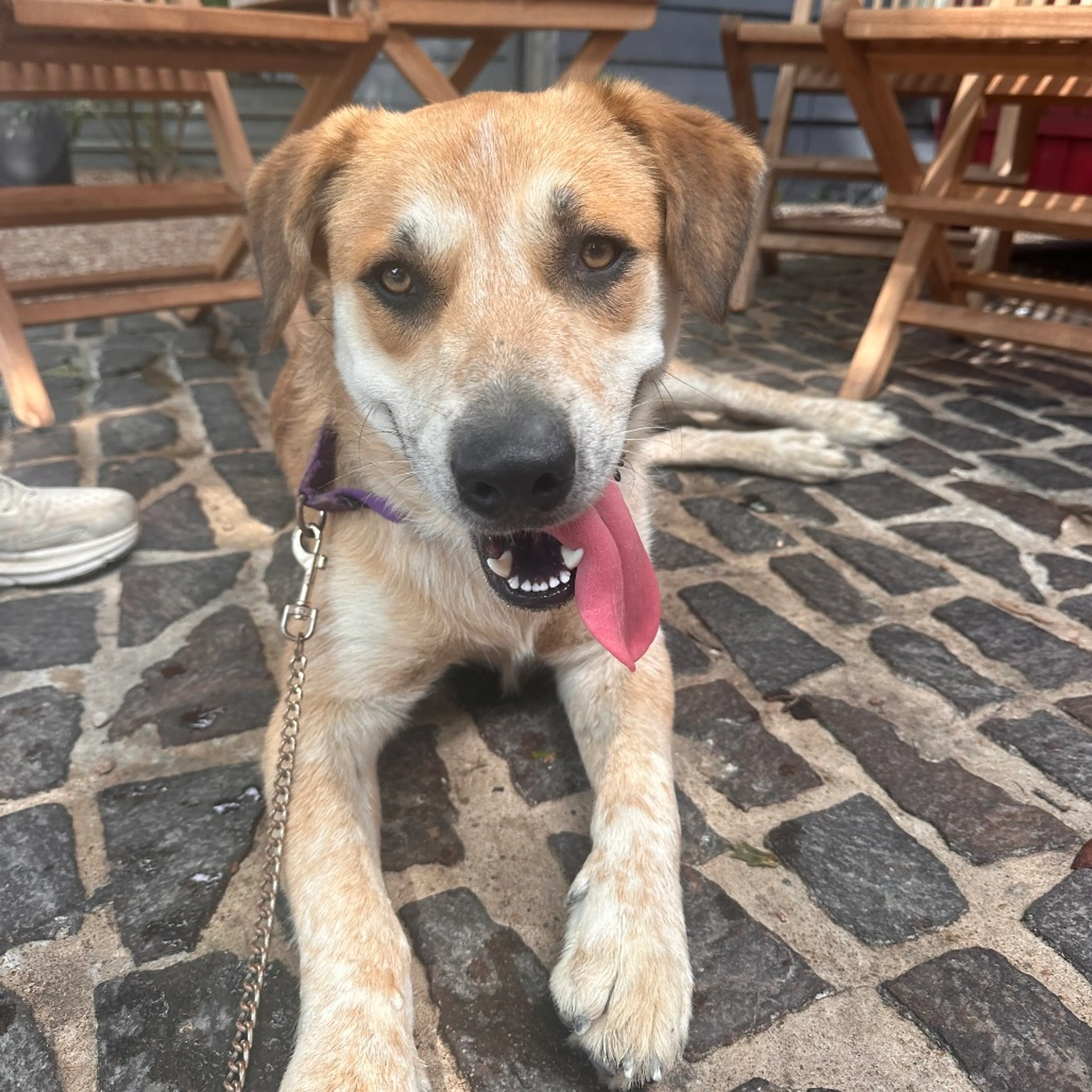 Found pet-38
