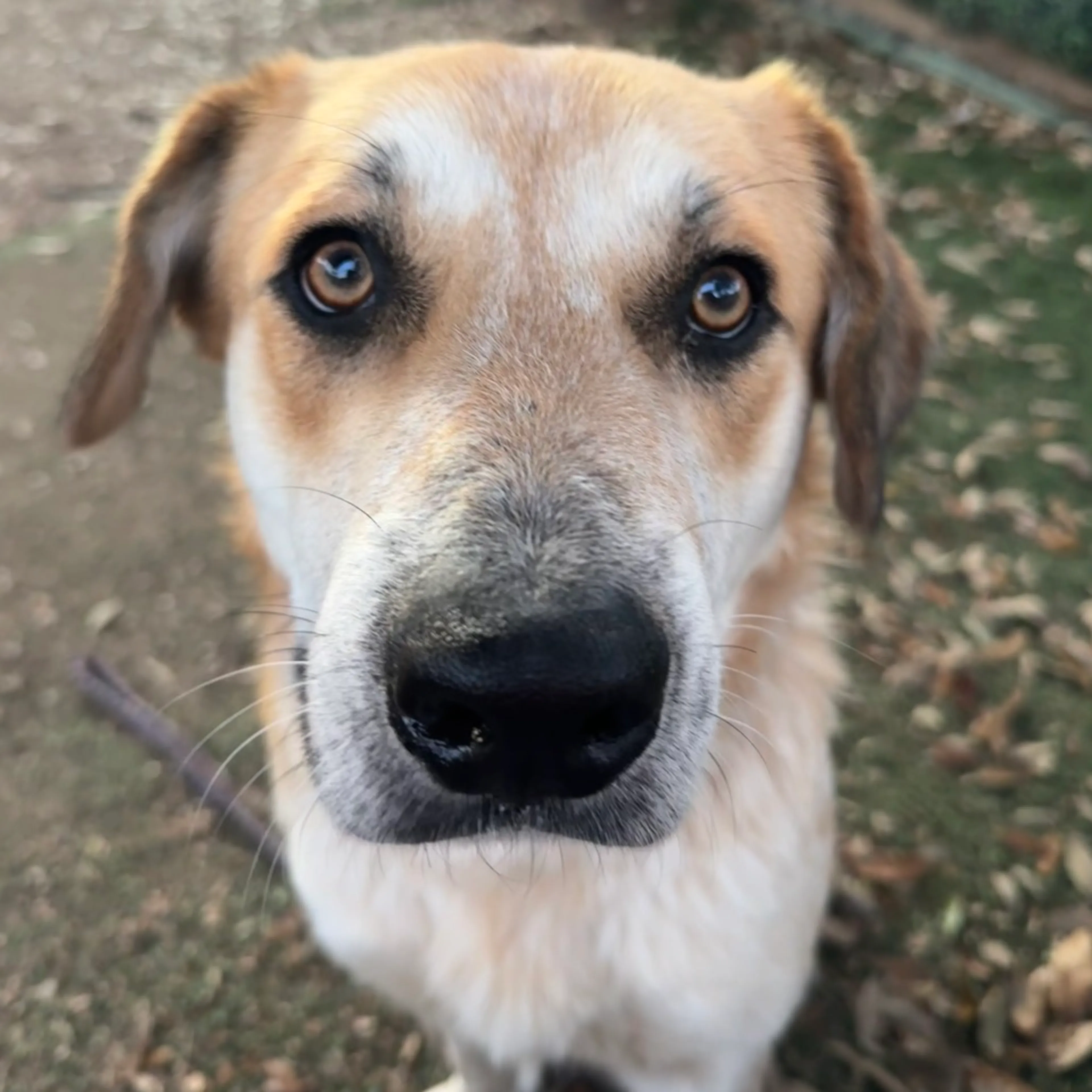 Found pet-31