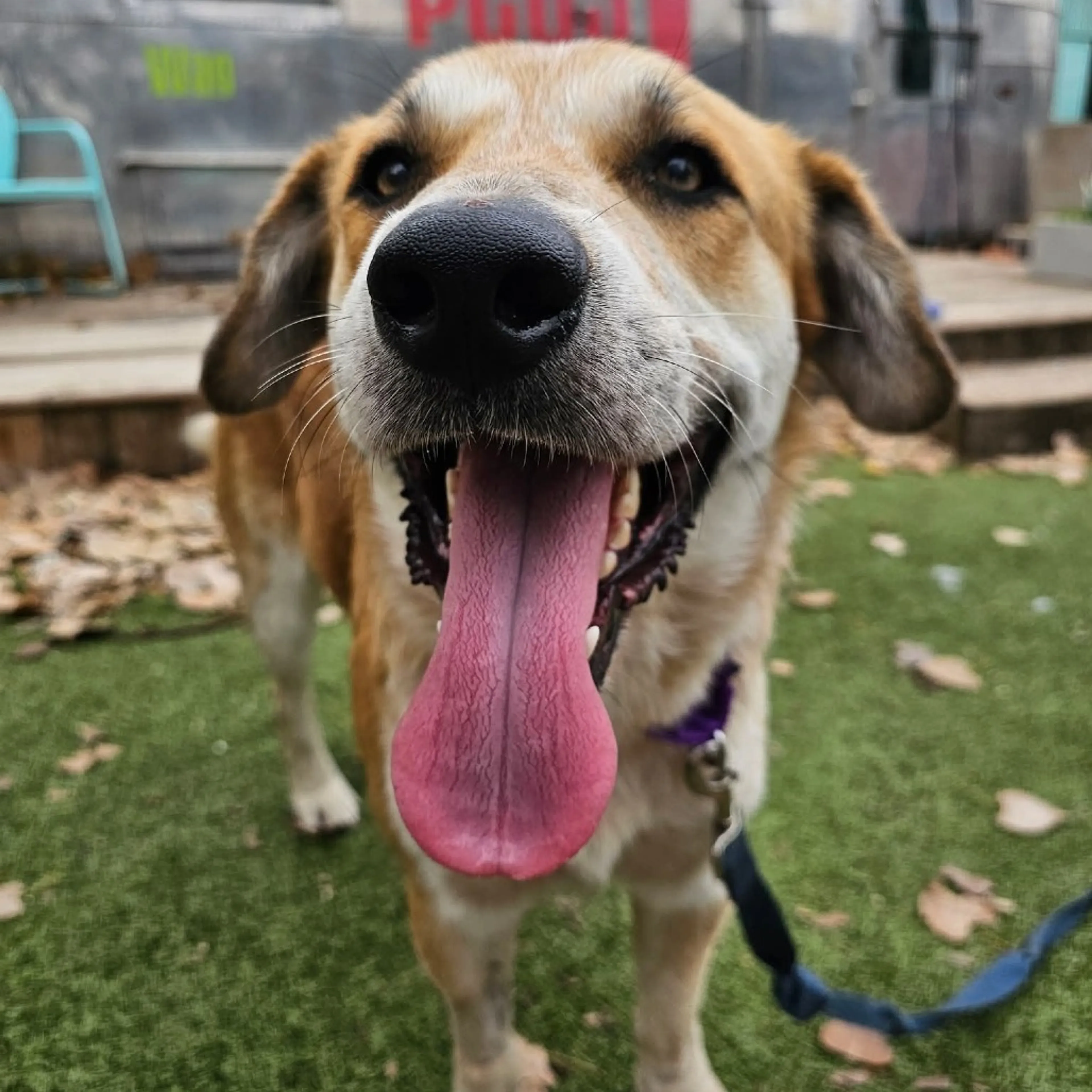 Found pet-8