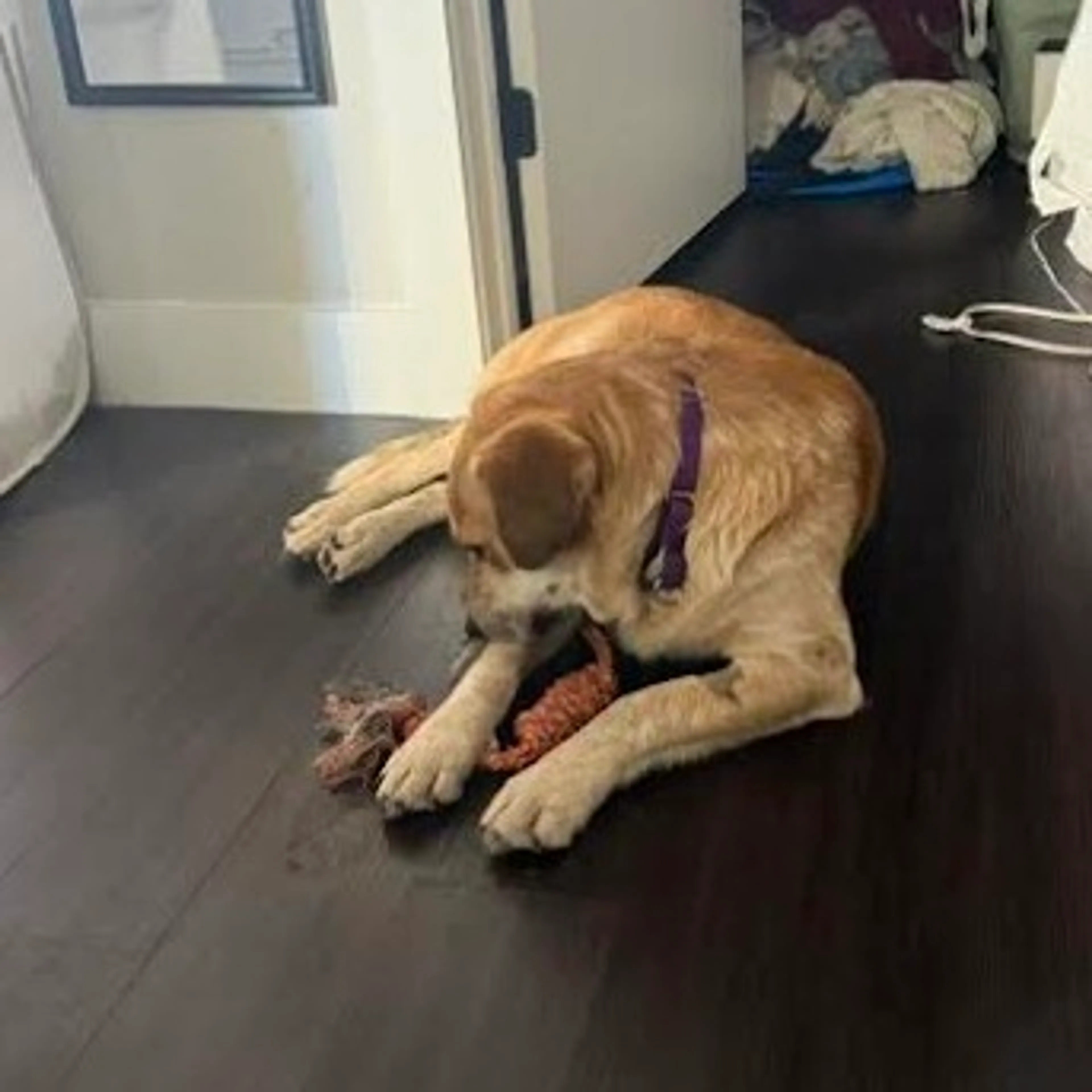 Found pet-25
