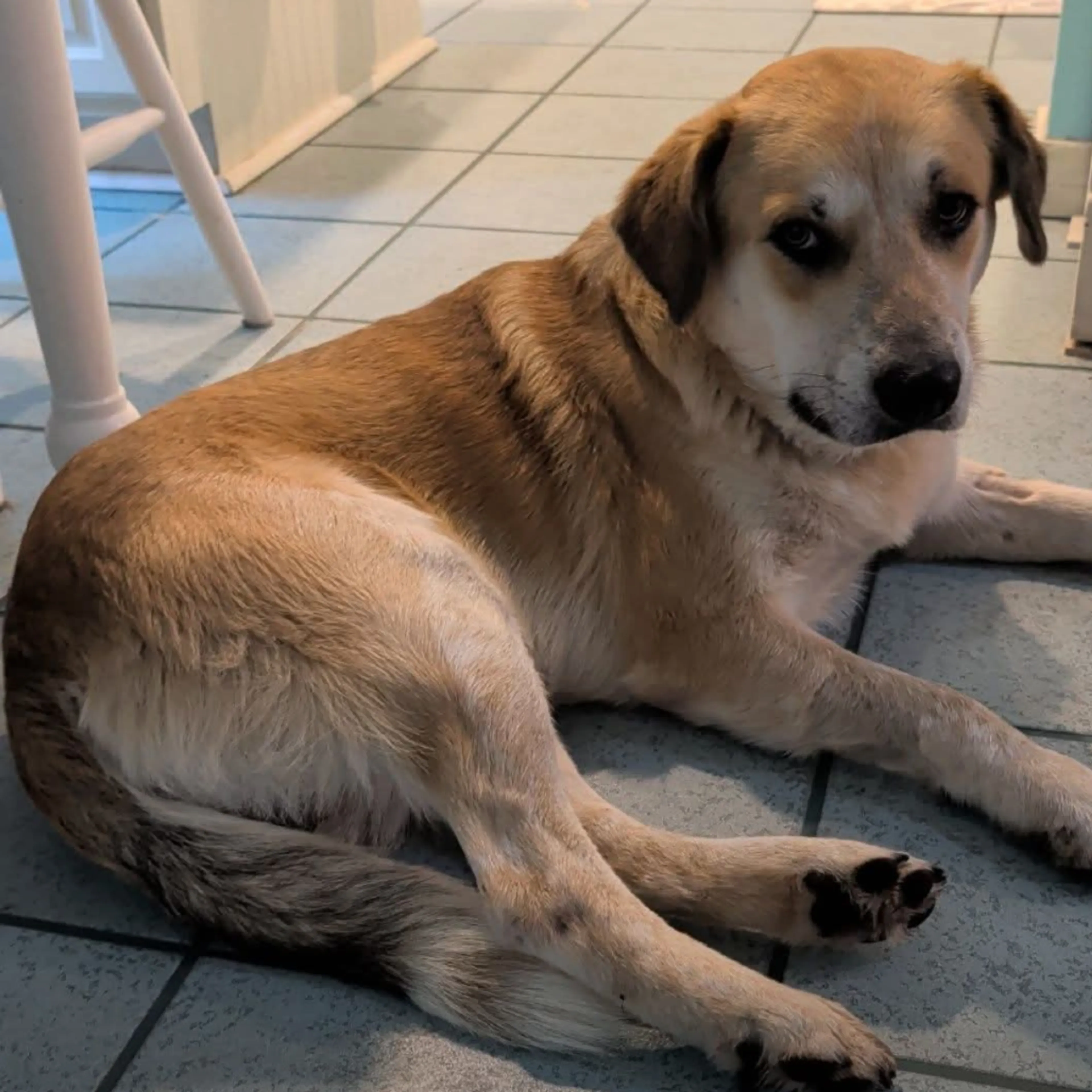 Found pet-7