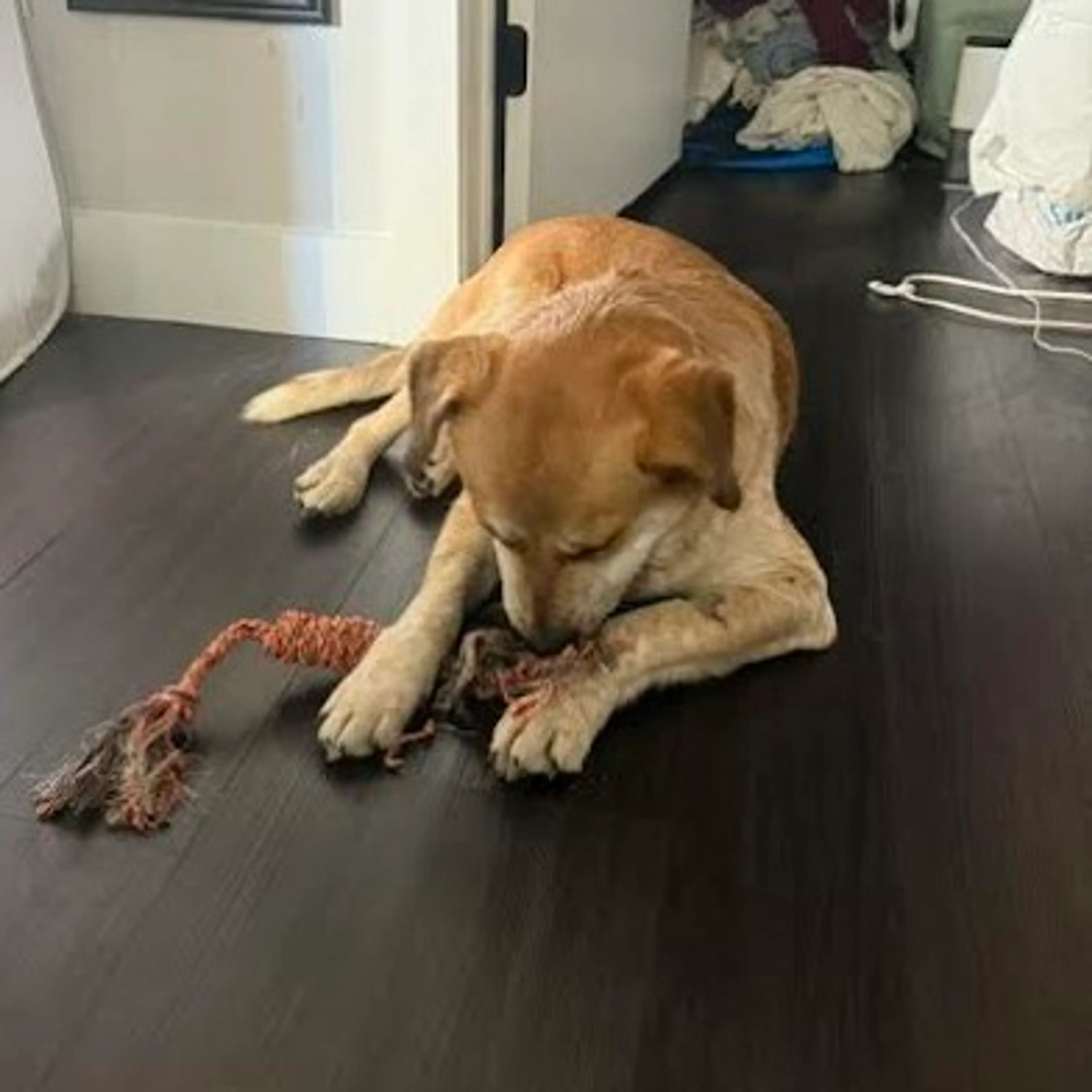 Found pet-24